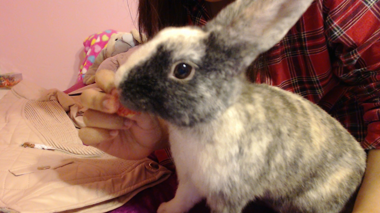 Bunny Enjoys a Strawberry Treat 5