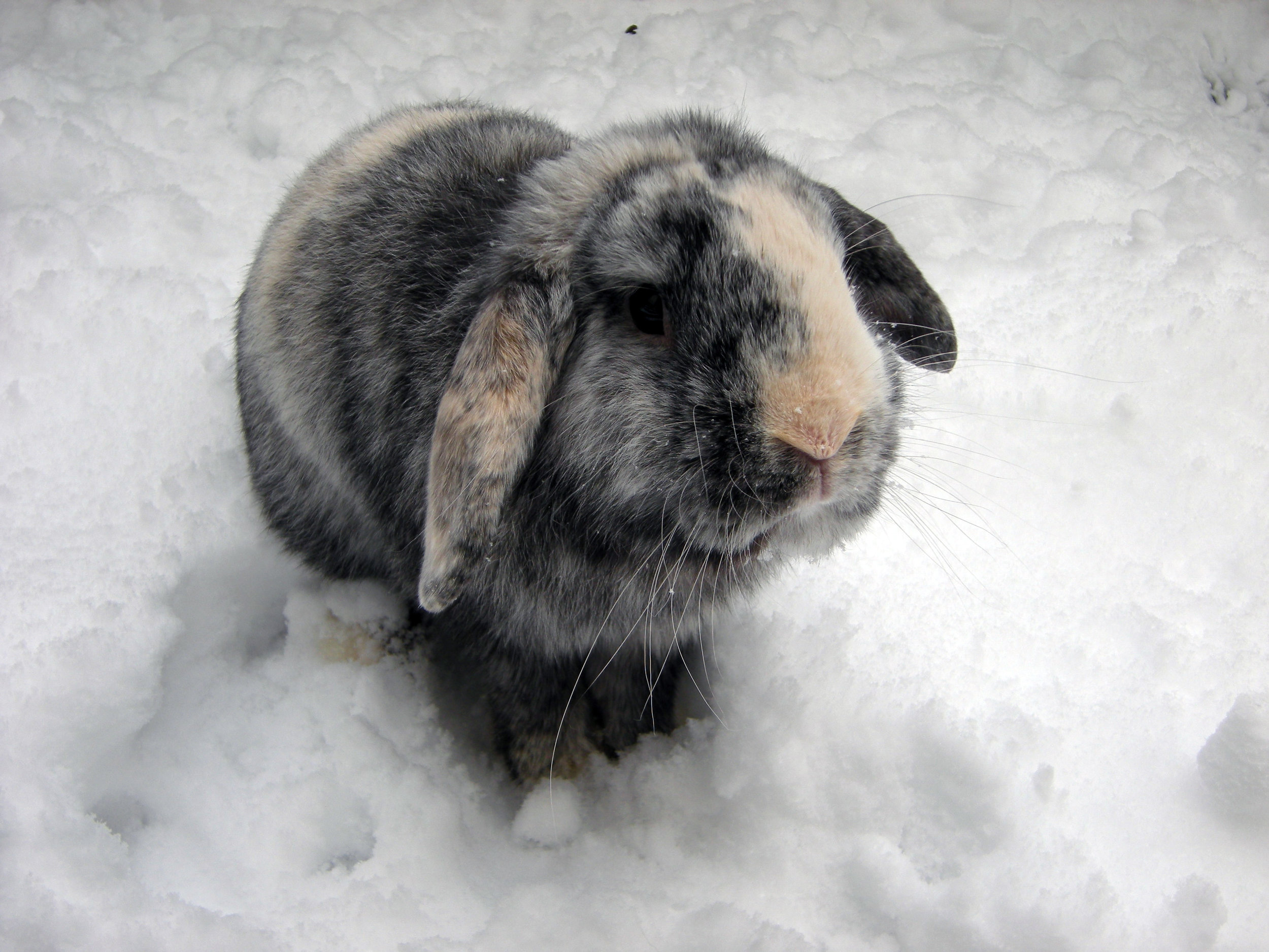 Bunny Isn't Sure What He Thinks About This Snow