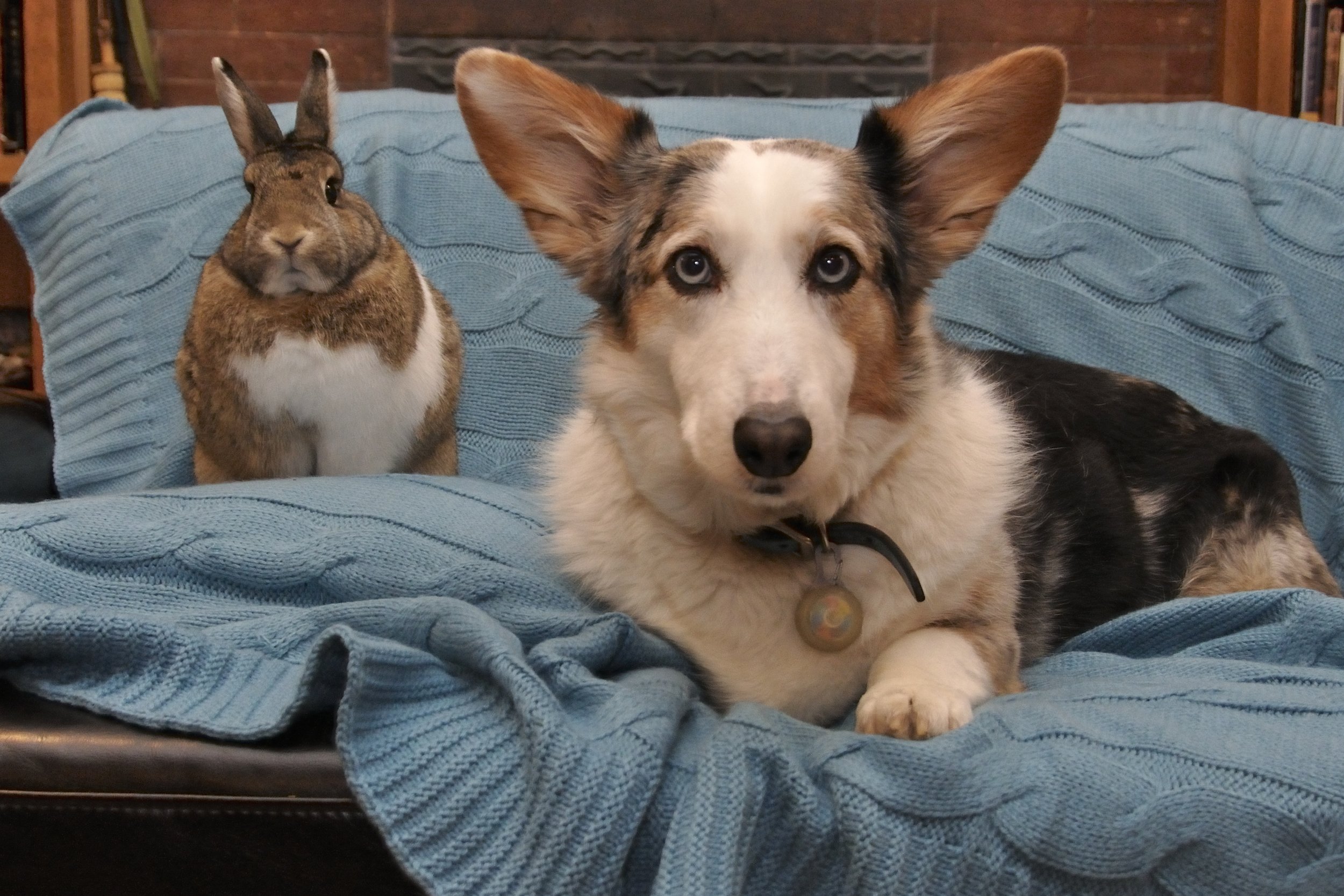 A Bunny and Her Dog