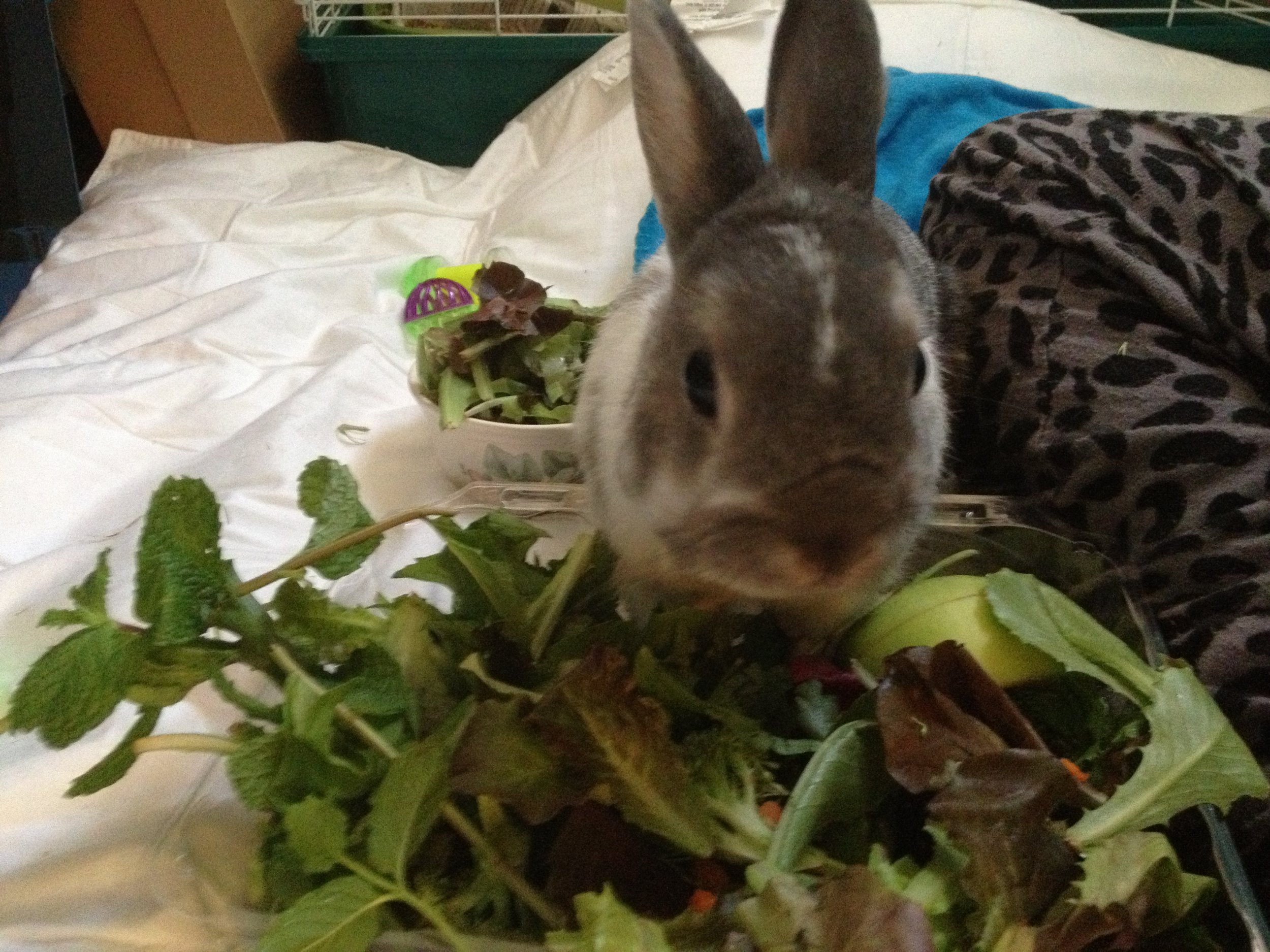 Bunny Bypasses the Bowl of Veggies Prepared for Him and Goes Straight to the Source