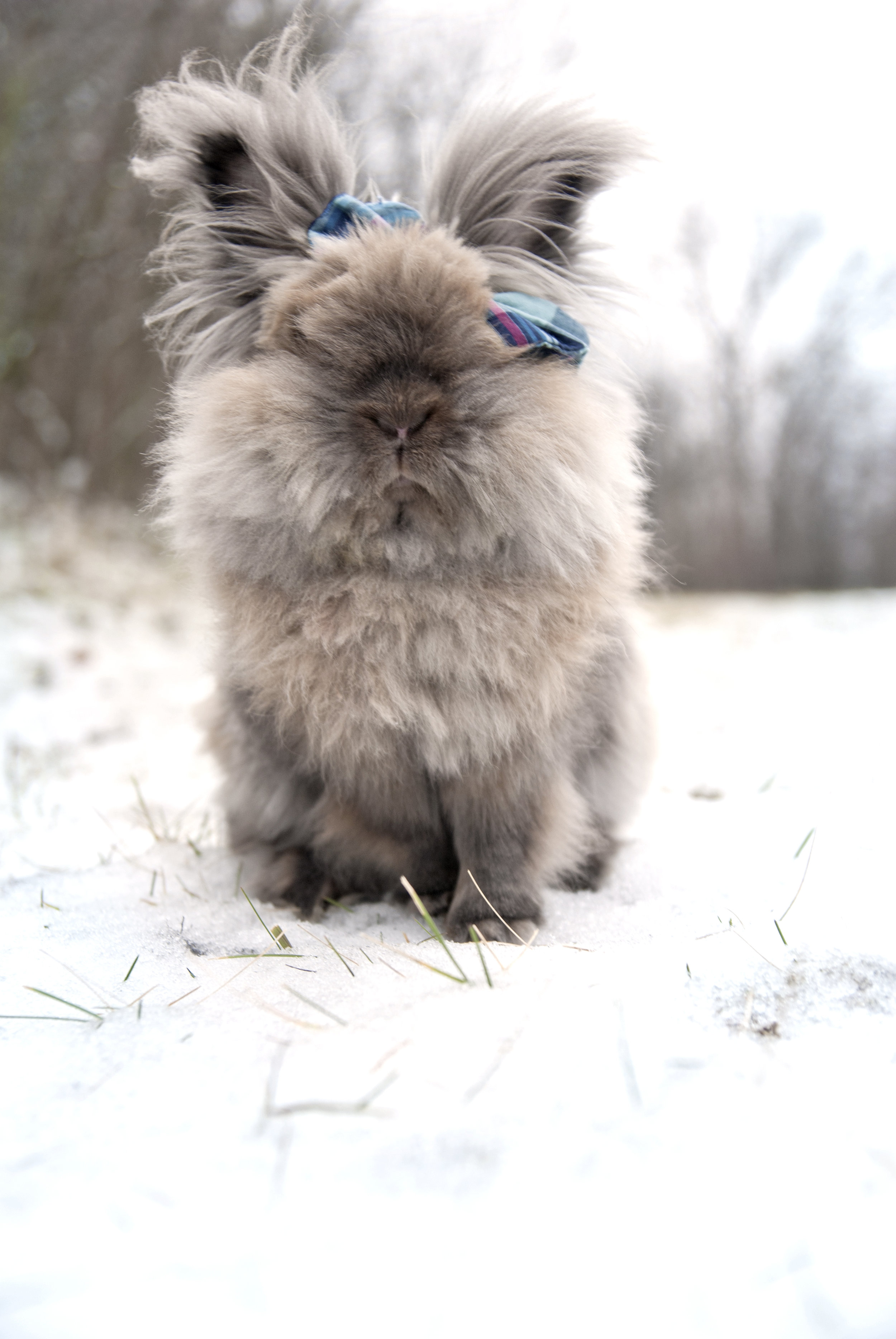 Bunny Has Lots of Fur to Keep Her Warm in the Snow 1