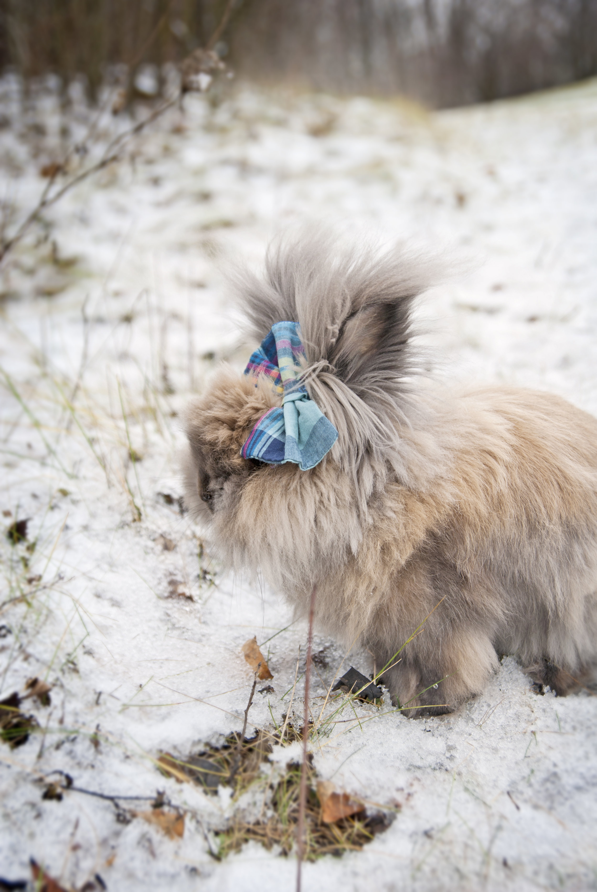 Bunny Has Lots of Fur to Keep Her Warm in the Snow 2