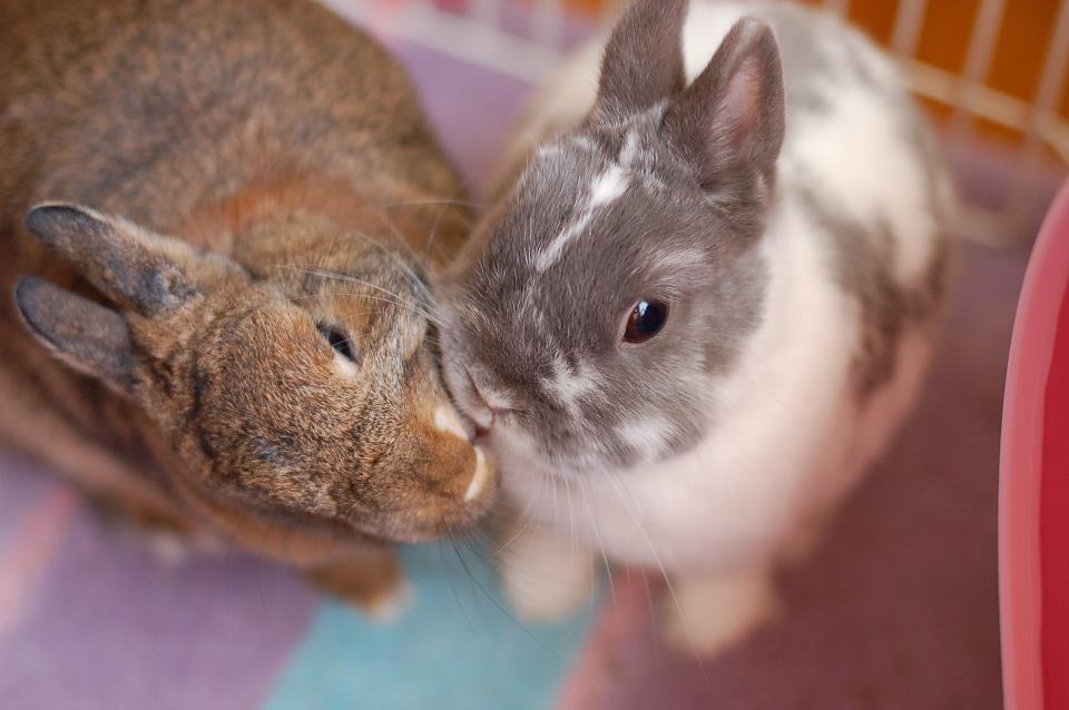 Bunnies Have a Valentine's Kiss