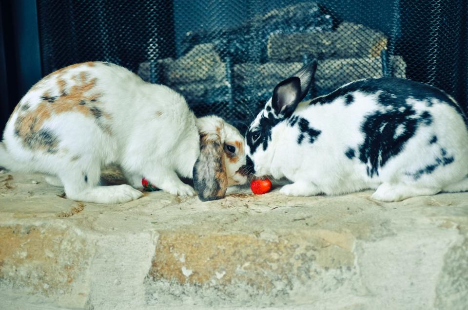 Bunnies Share a Romantic Meal of Greens and Strawberries for Dessert 2