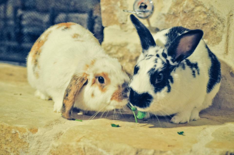Bunnies Share a Romantic Meal of Greens and Strawberries for Dessert 1