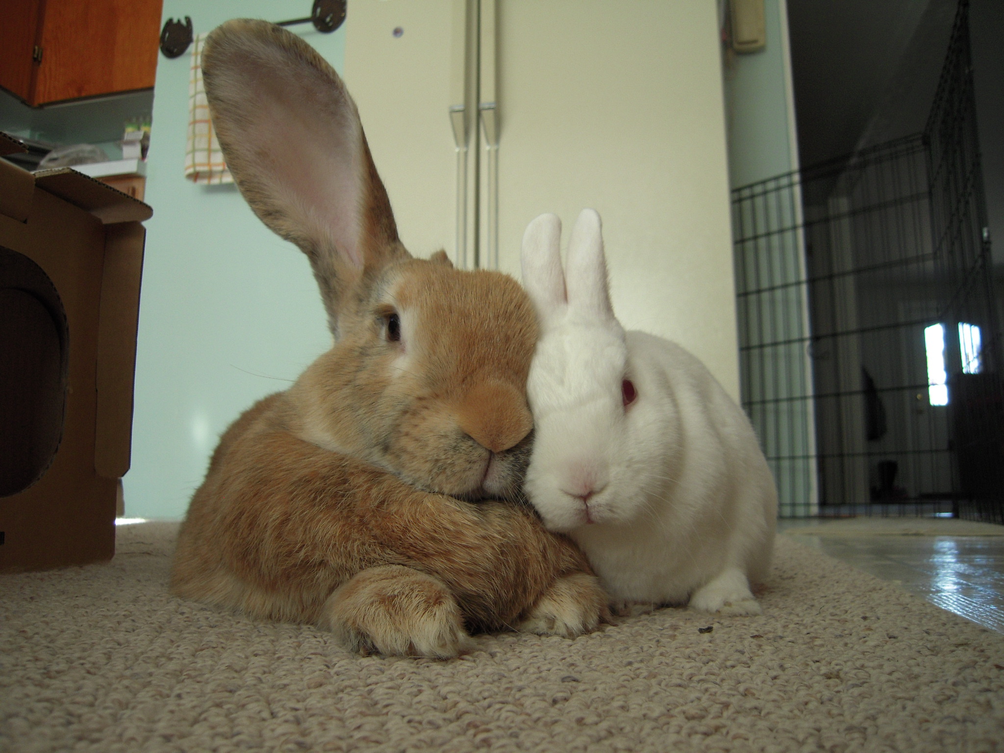 Bunnies Have Some Quiet Snuggle Time