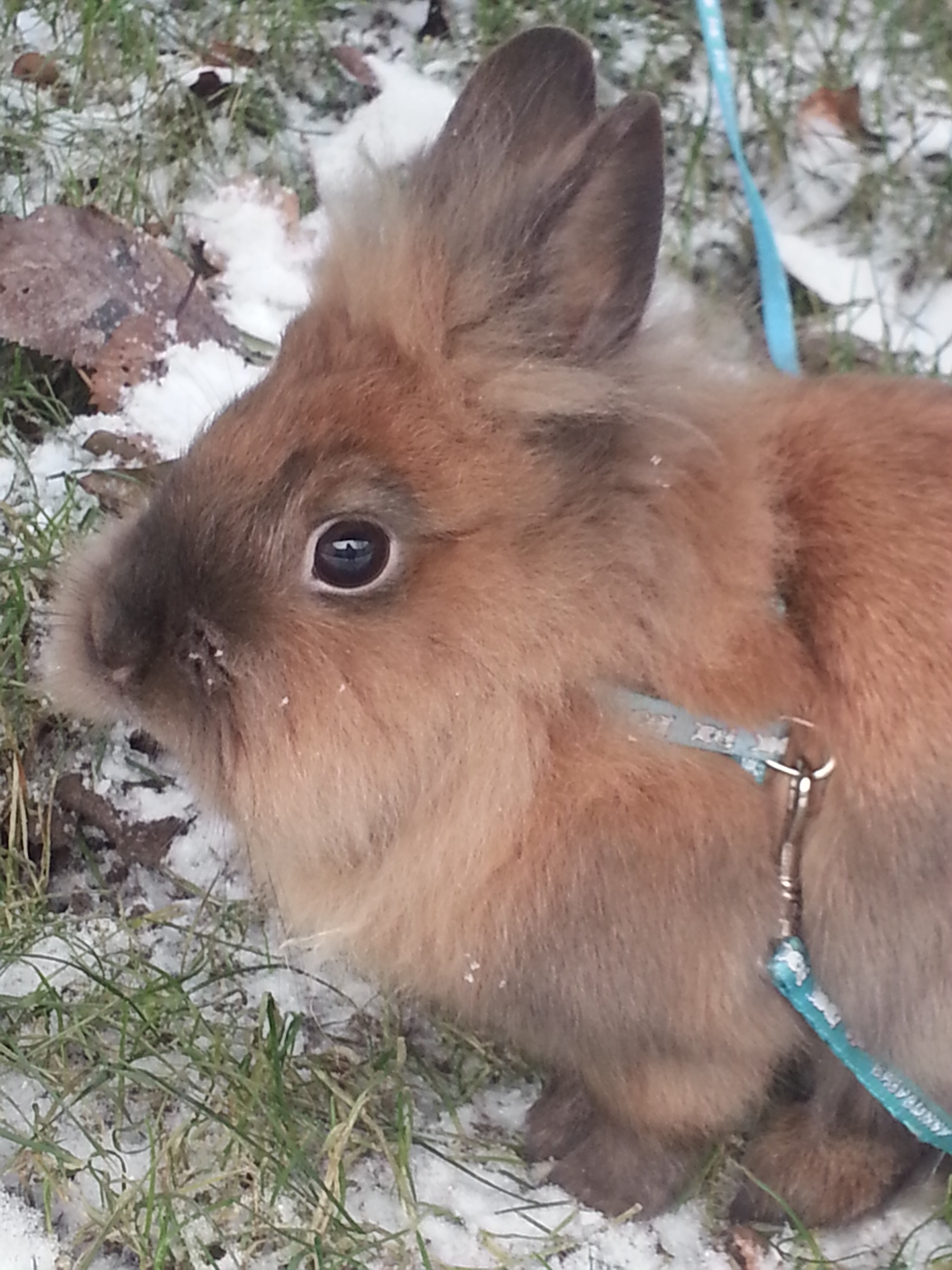Bunny Explores the Snowy Grass 1
