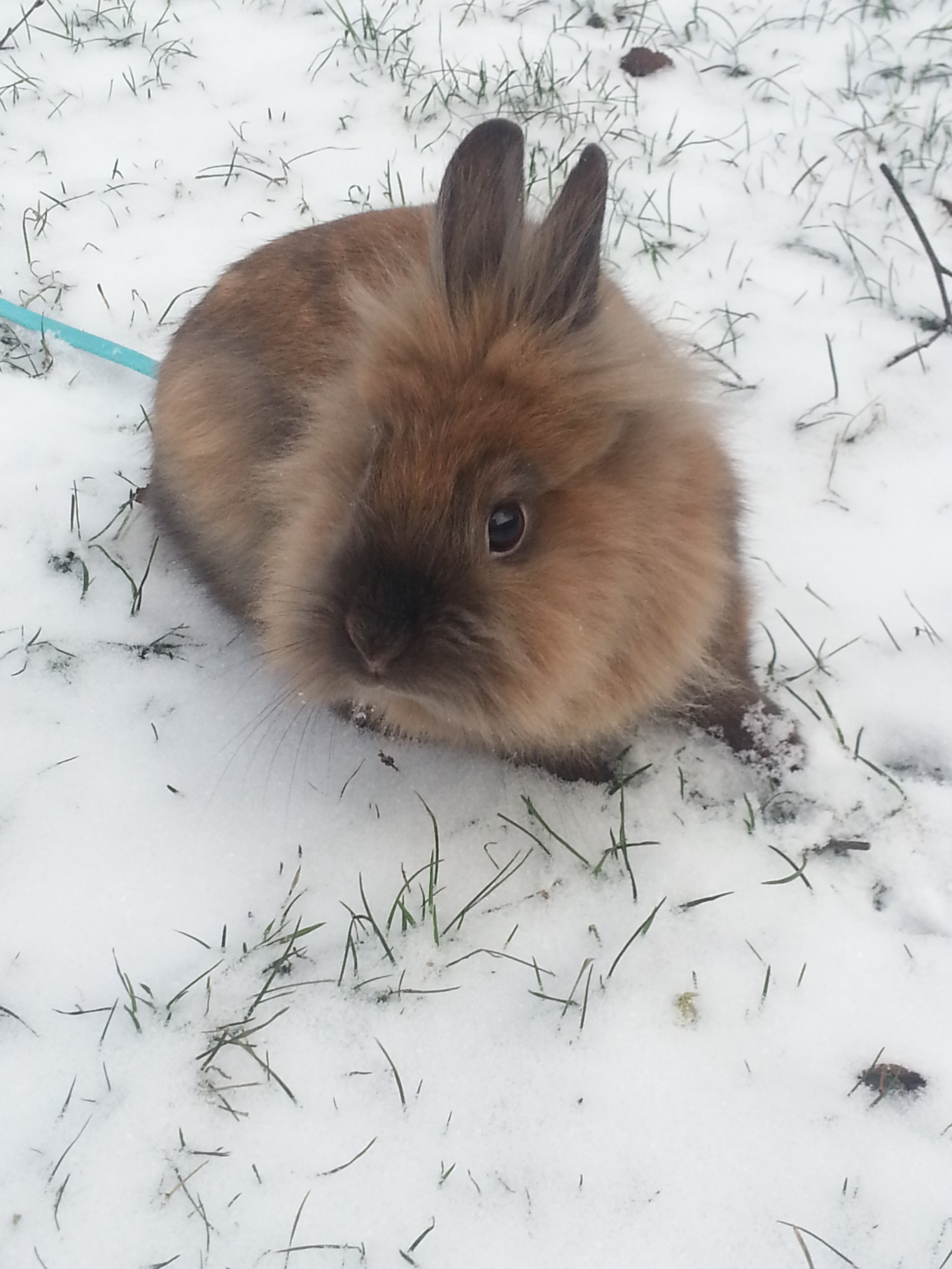 Bunny Explores the Snowy Grass 2