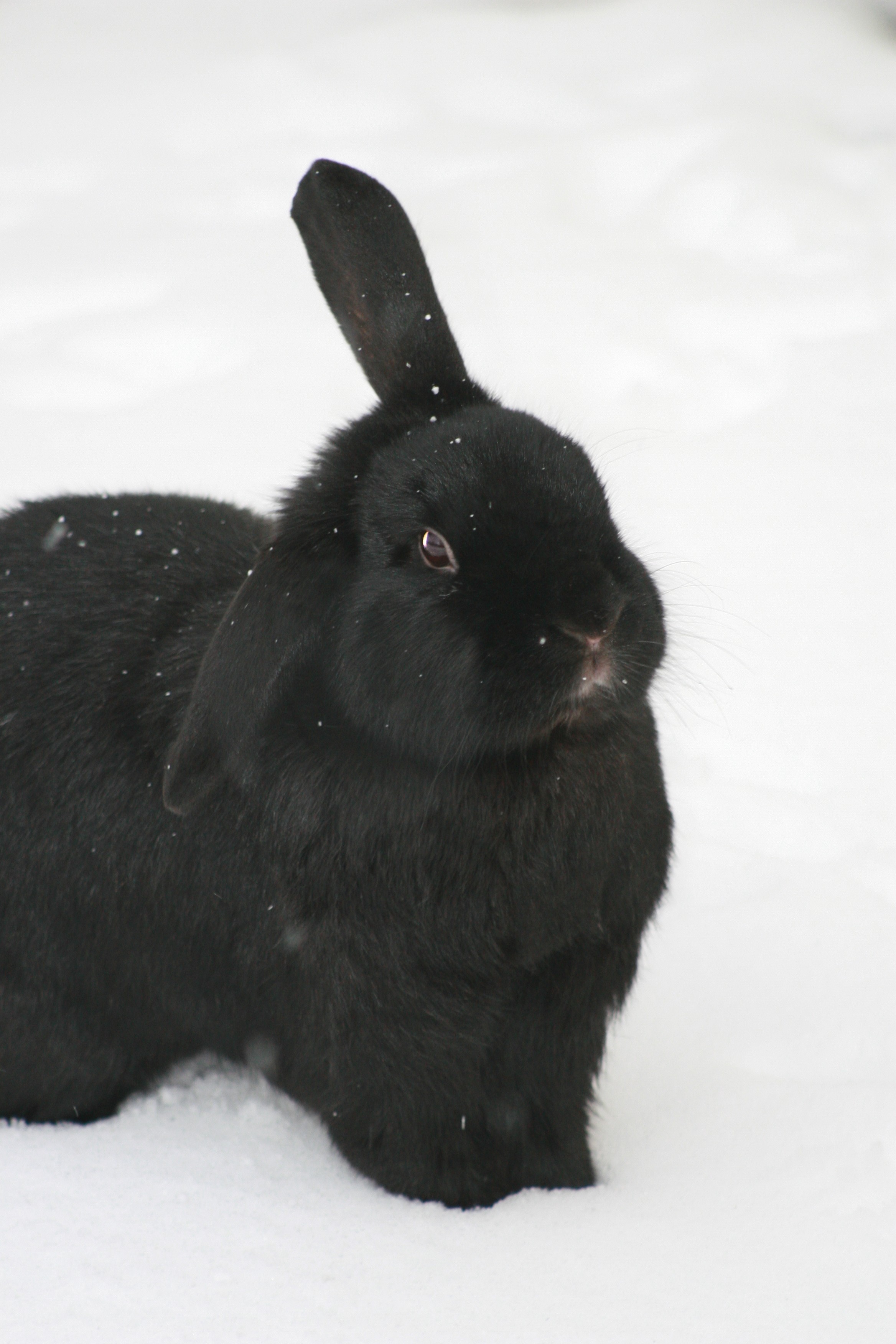 Snowflakes Show Up on This Bunny's Fur