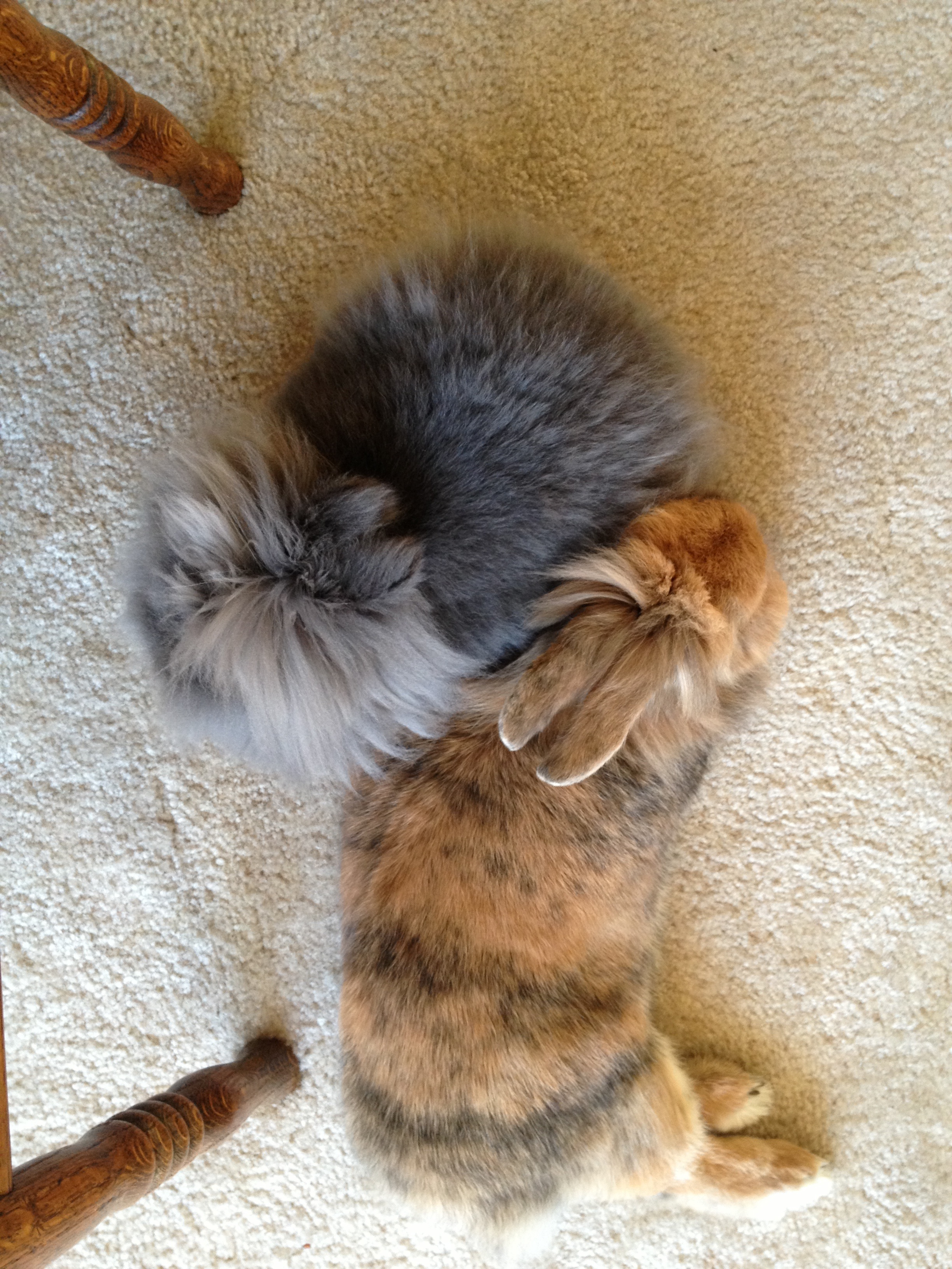 An Aerial View of Bunny Snuggles