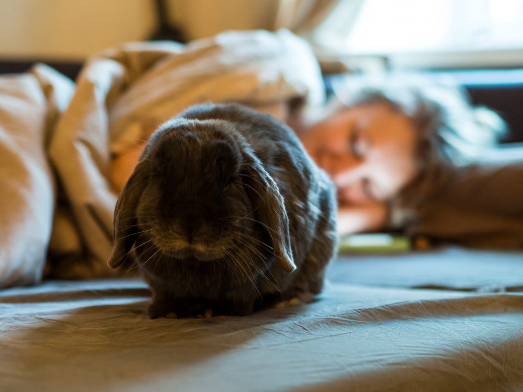Bunny Sulks As He Hasn't Been Successful in Getting the Human Up to Get Breakfast