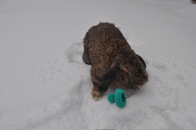 Bunny, Your Hat Fell in the Snow 2