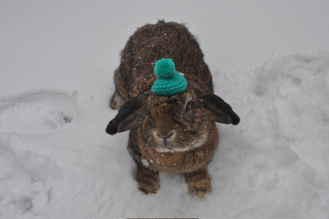 Bunny, Your Hat Fell in the Snow 1
