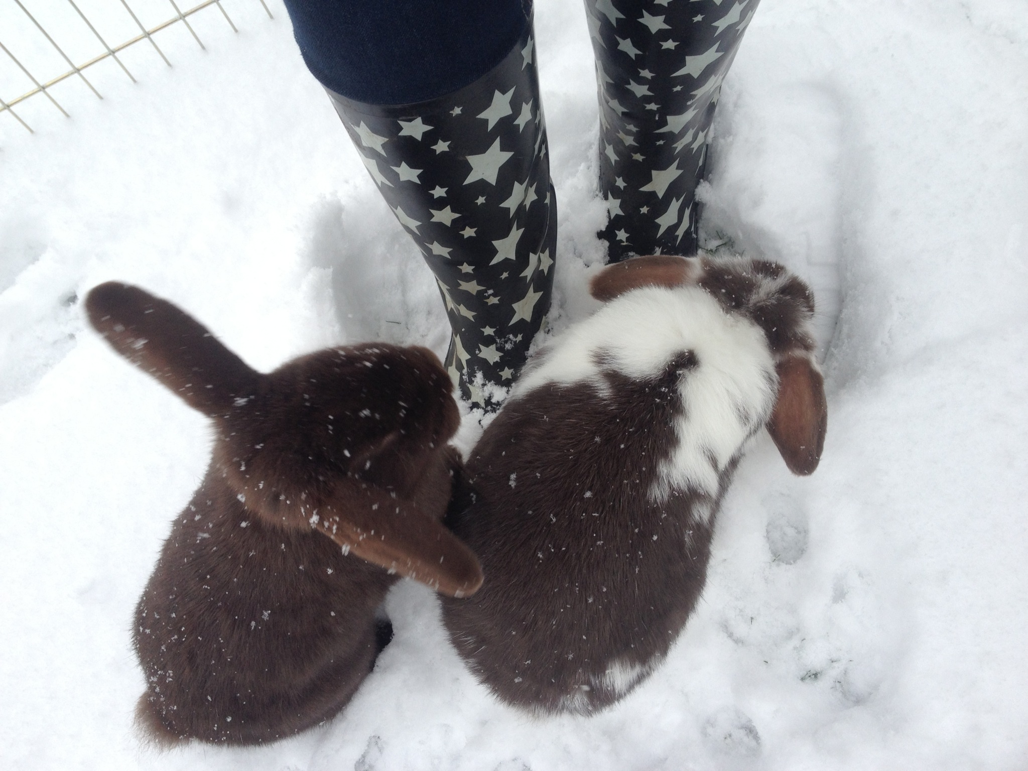 Bunnies Stick with Their Human in the Strange Snow