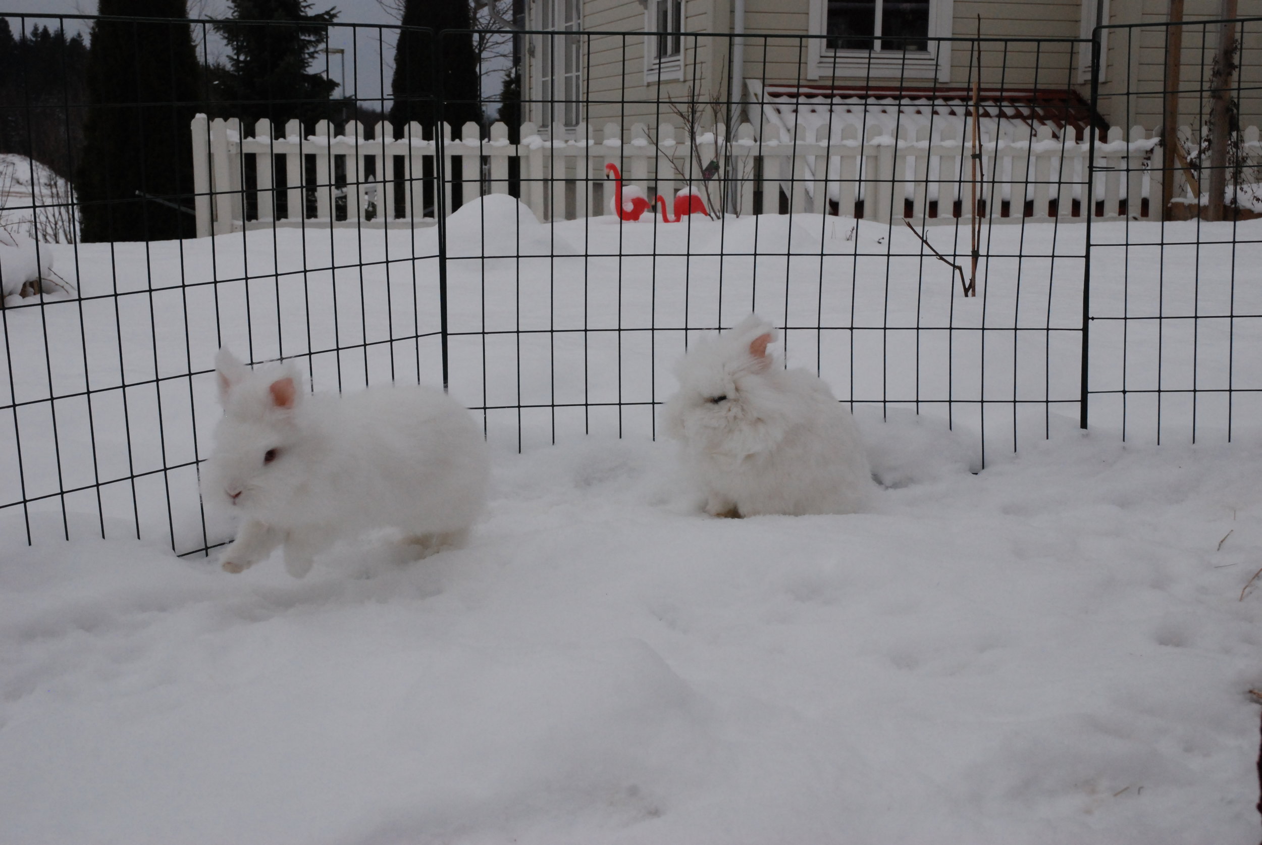 Where Does the Snow End and the Bunny Begin? 1
