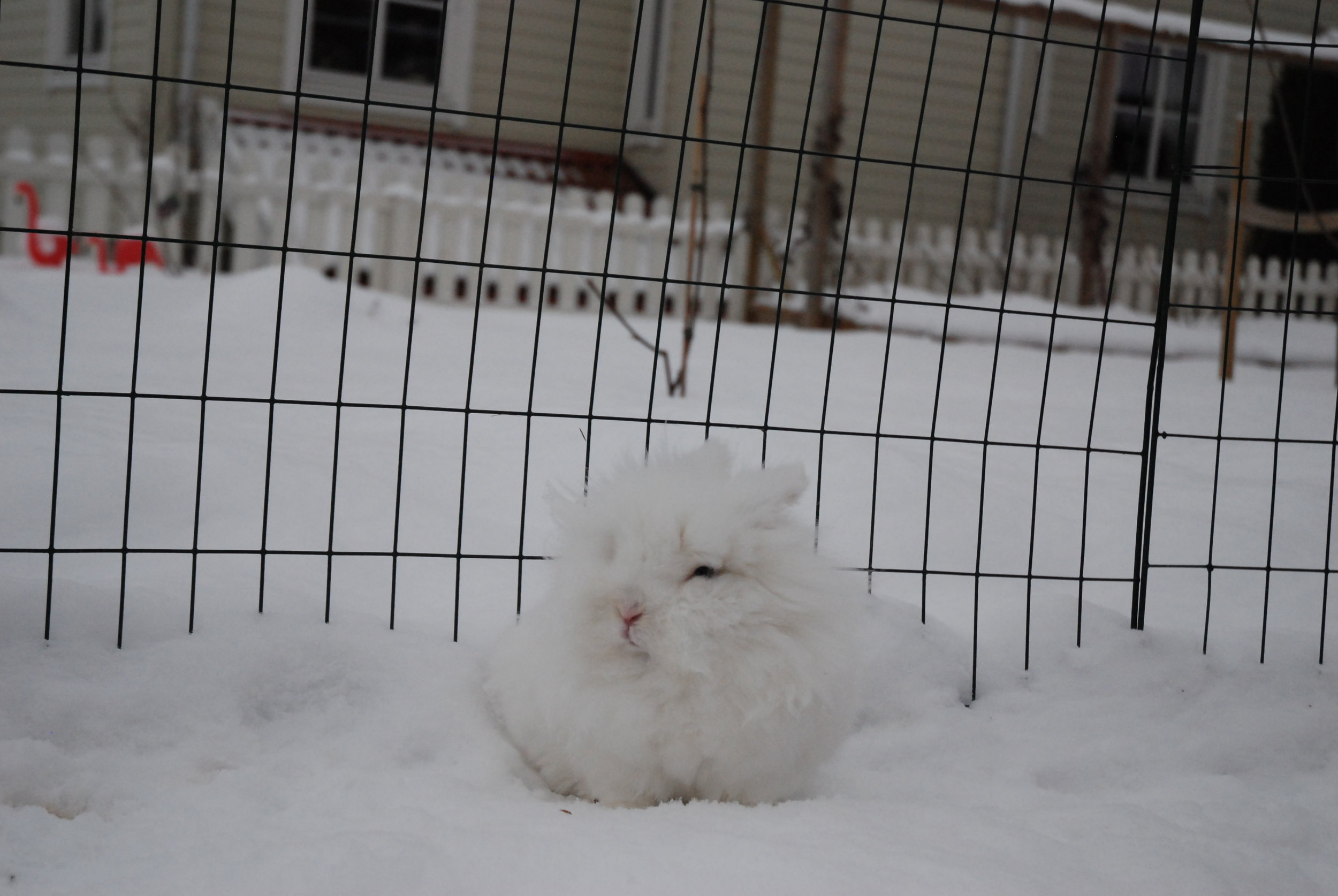 Where Does the Snow End and the Bunny Begin? 2