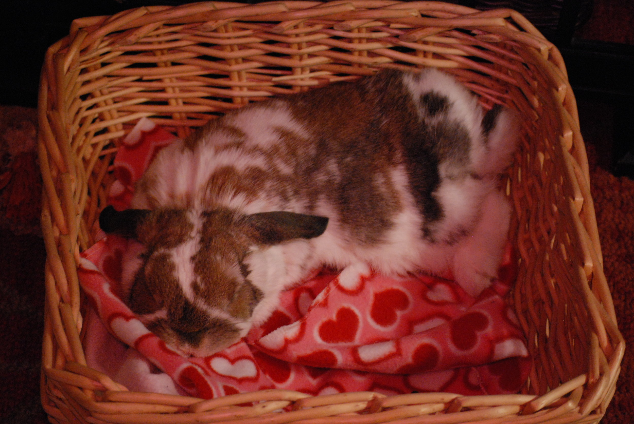 Bunny Sleeps in Her Cozy Basket