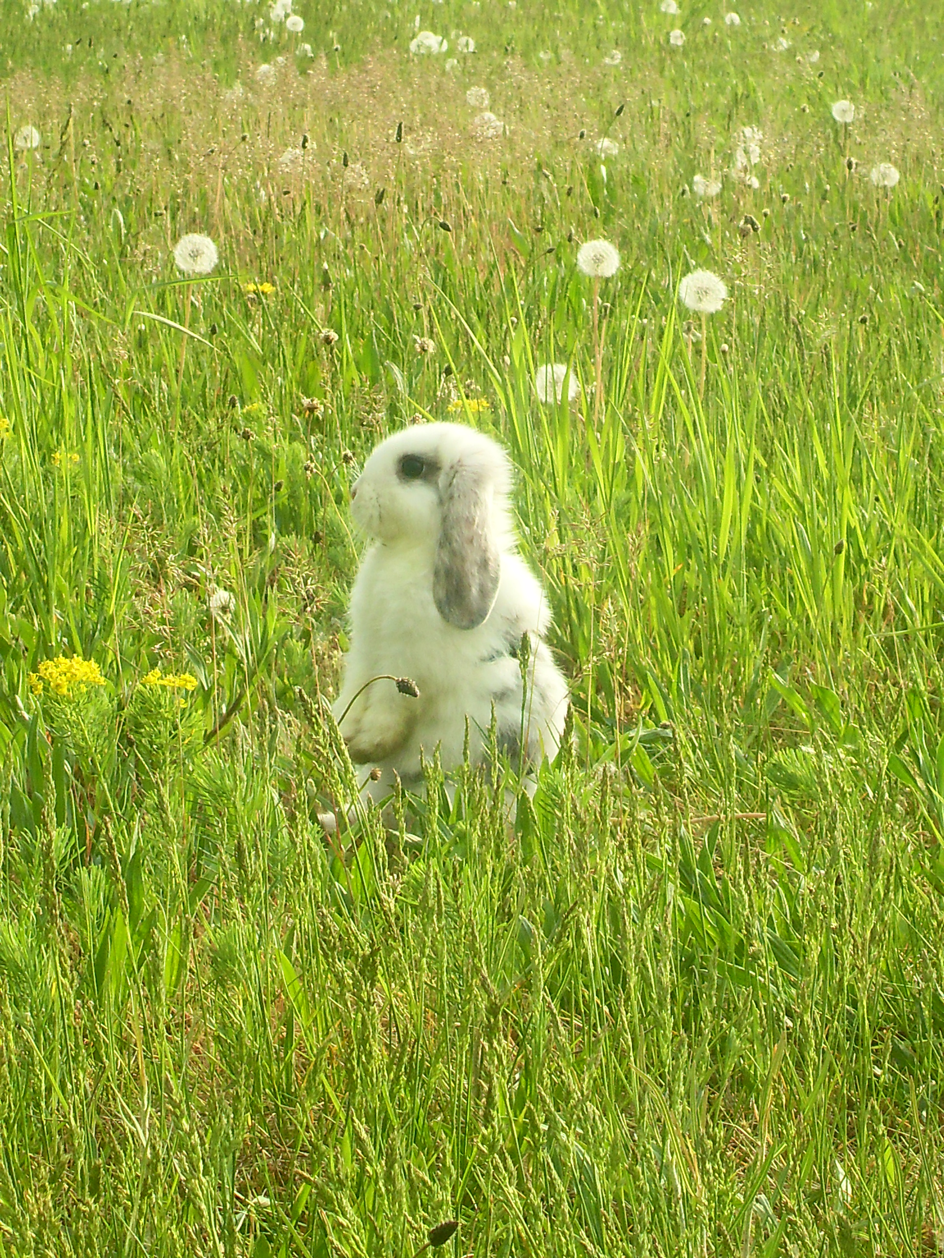 Bunny Stands in a Field of Dandelions and Grass