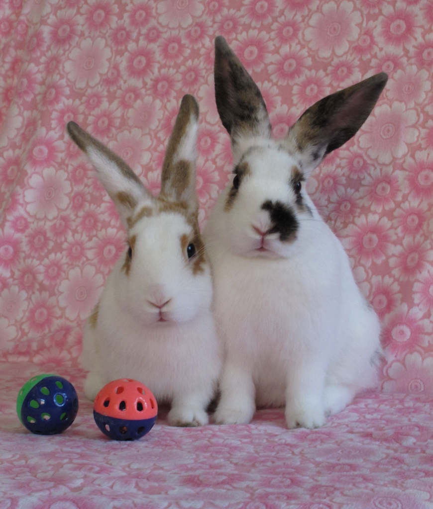 Bunnies Pose for a Couple's Portrait
