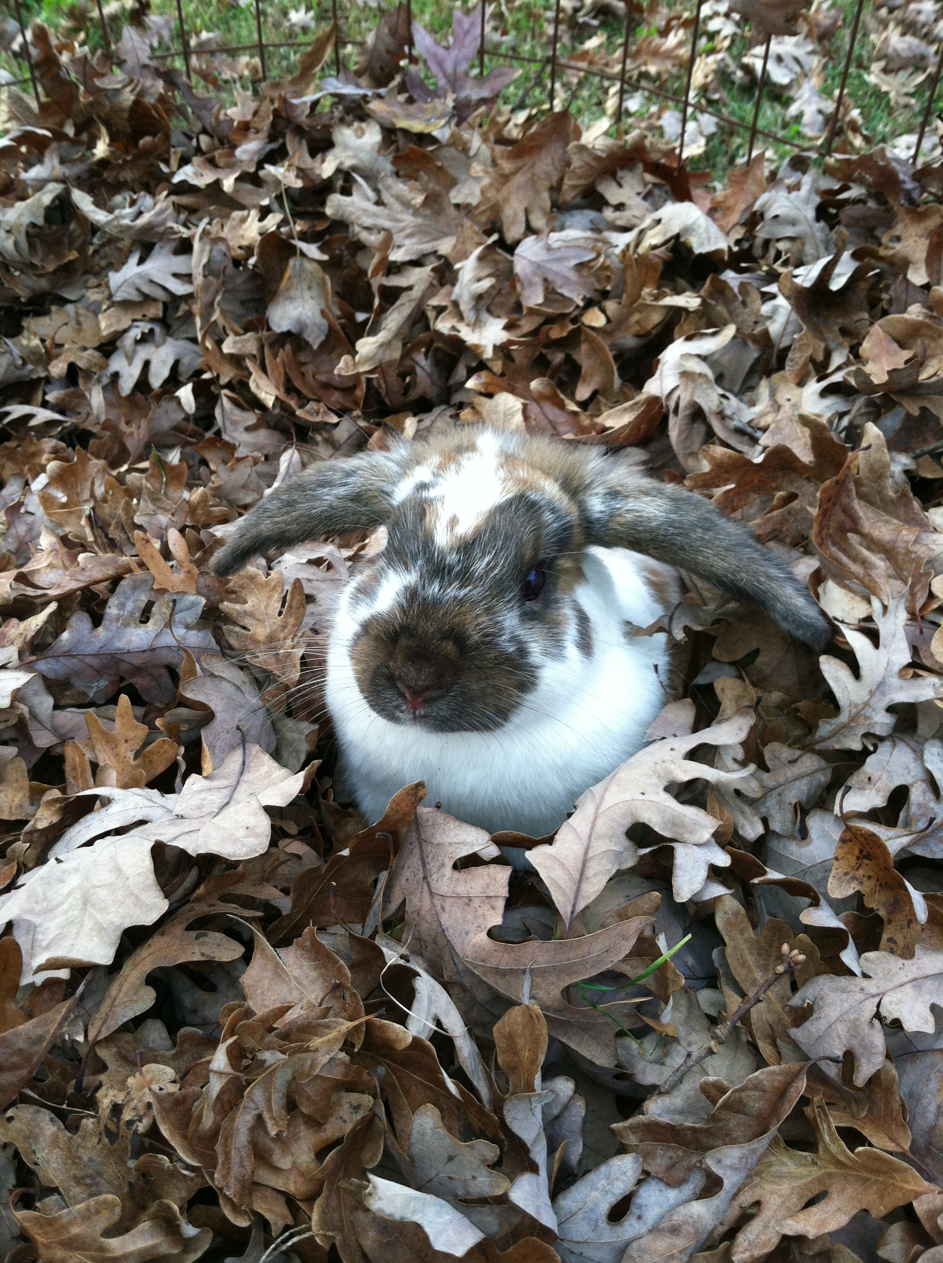 Bunny Plays in a Pile of Crunchy Leaves