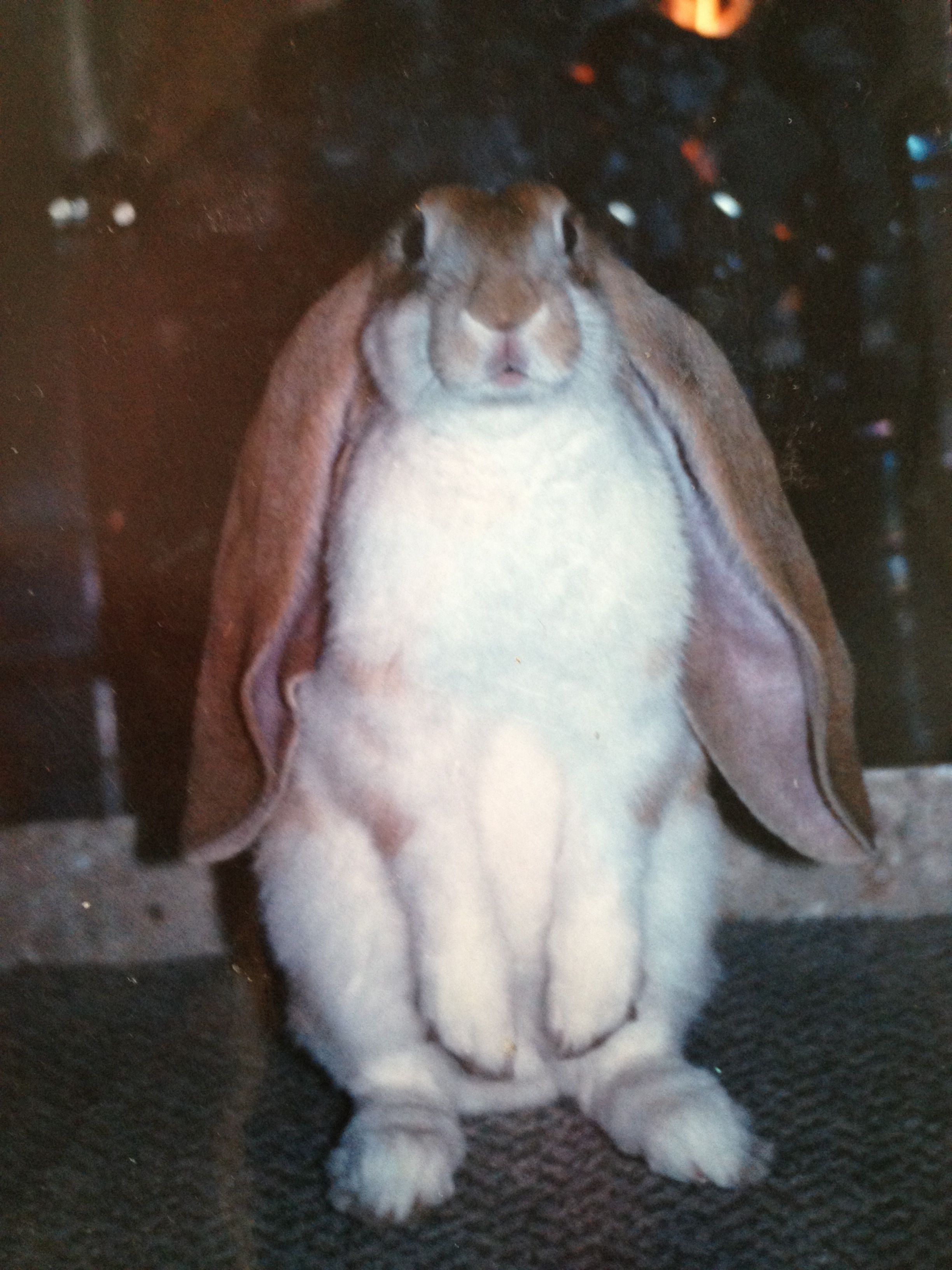 There Aren't Bunny Ears Like an English Lop Bunny's Ears