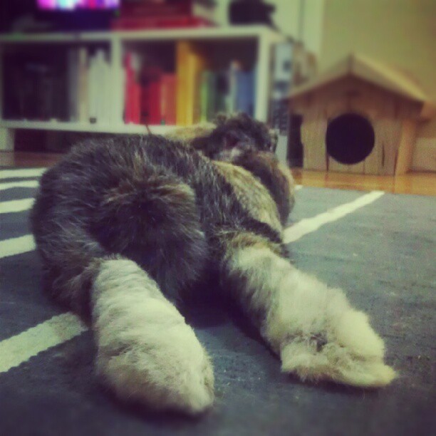Bunny Bum, Tail and Feet