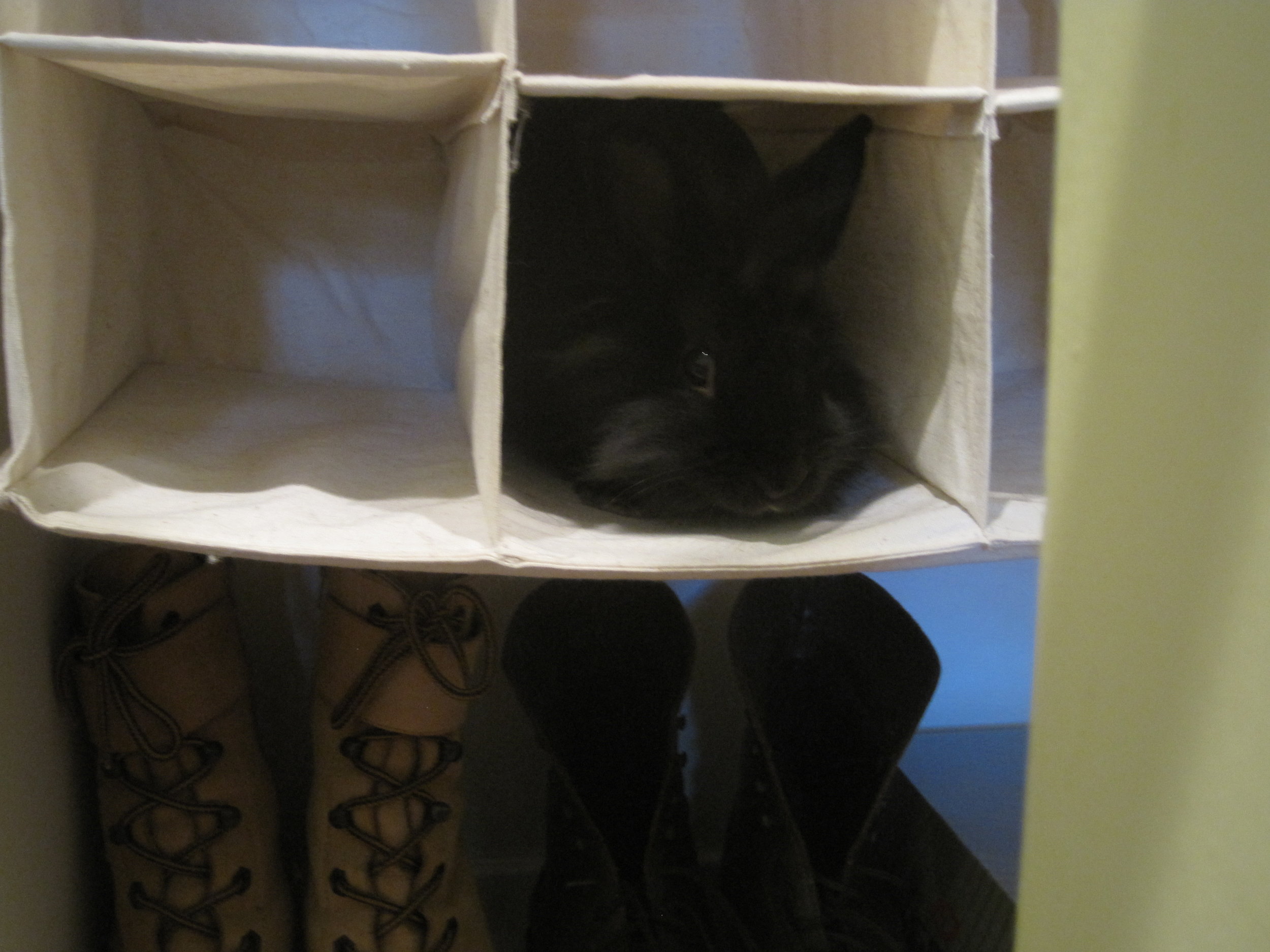 Bunny Found the Perfect Bunny-Sized Hidey-Hole