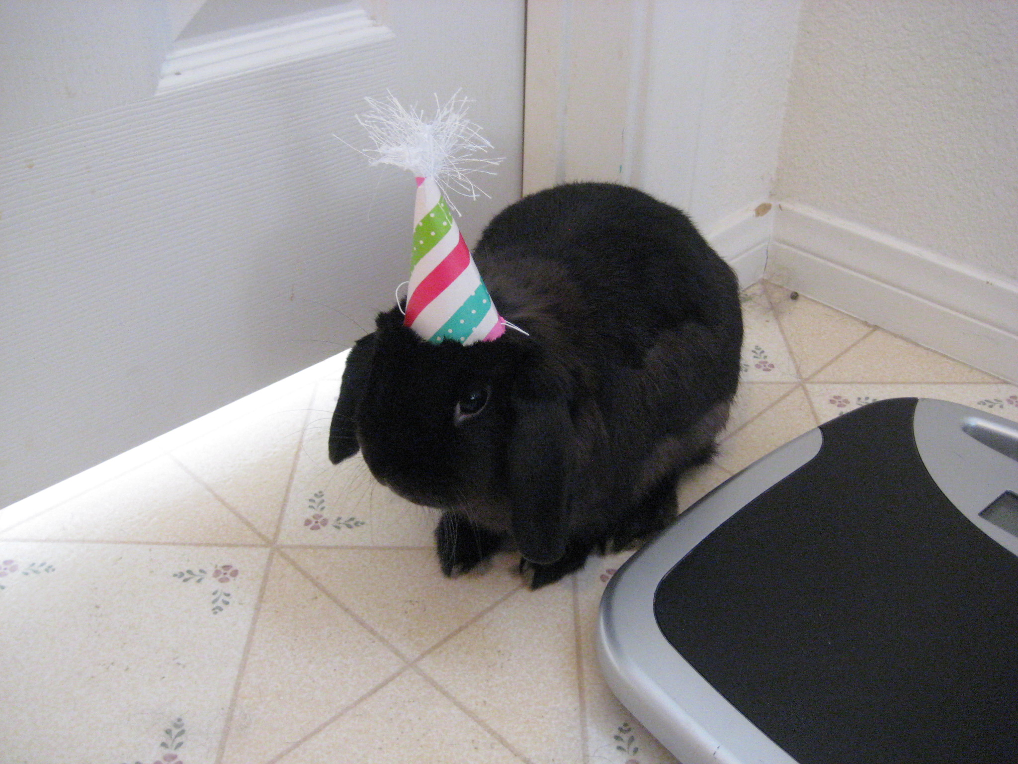 Shy Bunny Hides from Guests at His Own Birthday Party