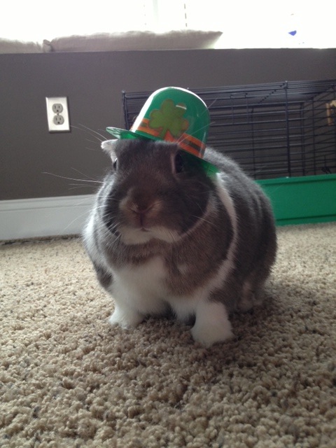 Bunny Is Still Celebrating St. Patrick's Day 