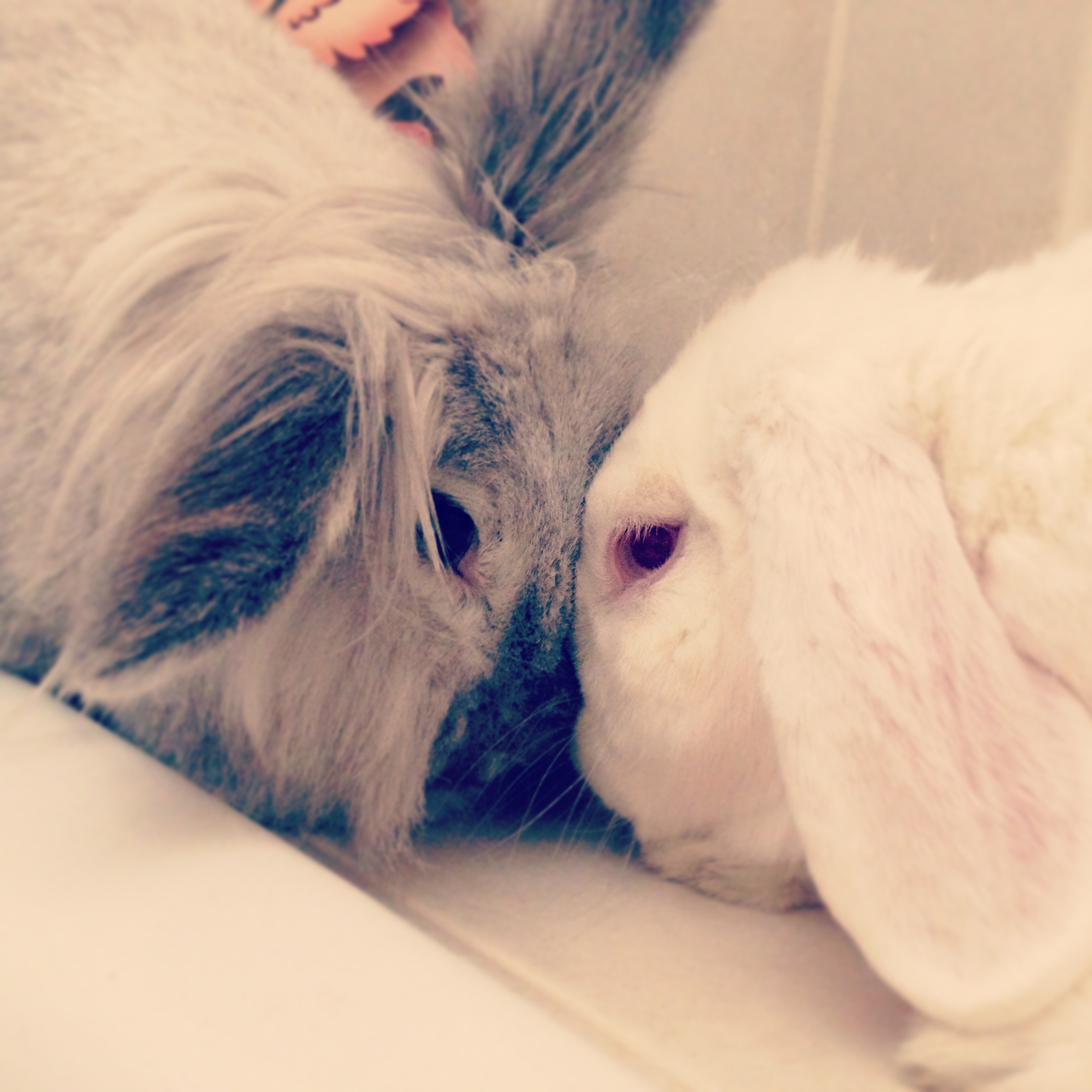 Bunnies Share a Sweet Moment with a Head Nuzzle