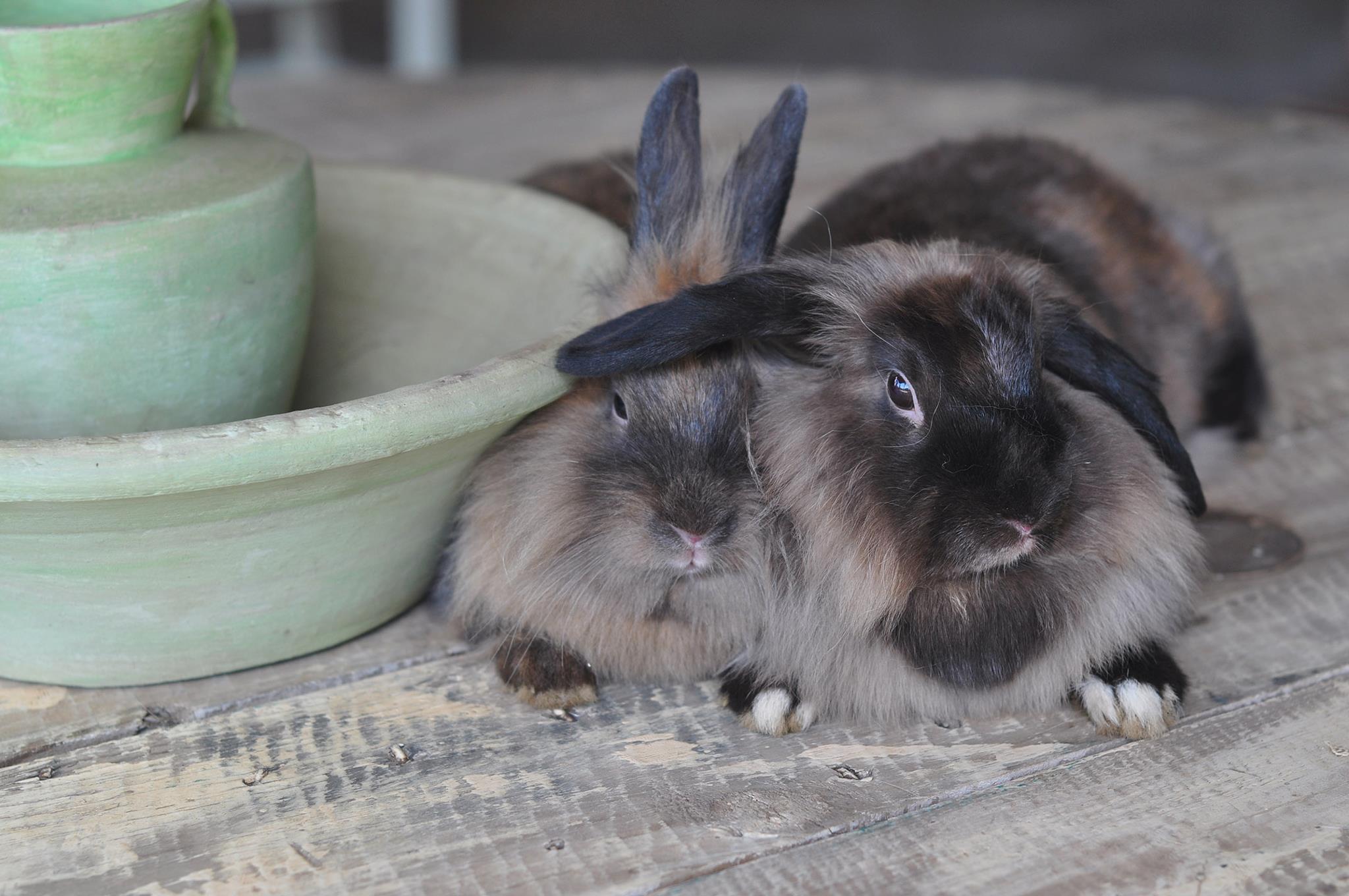Bunny's Head Provides a Nice Ear-Rest for Her Friend