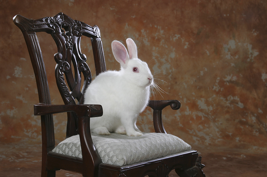 Bunny Sits for a Very Formal Portrait