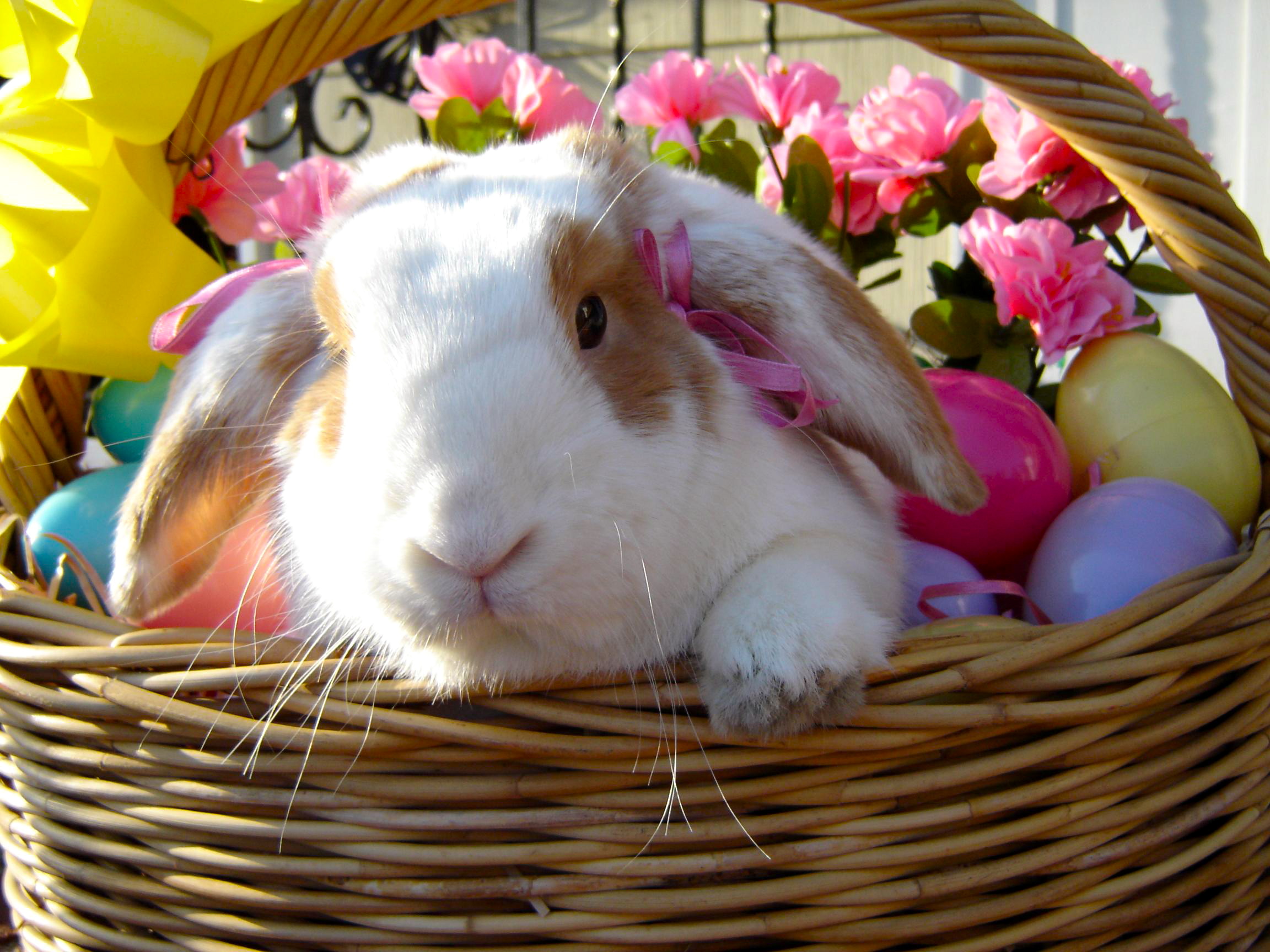 Bunny in an Easter Basket in the Sunshine