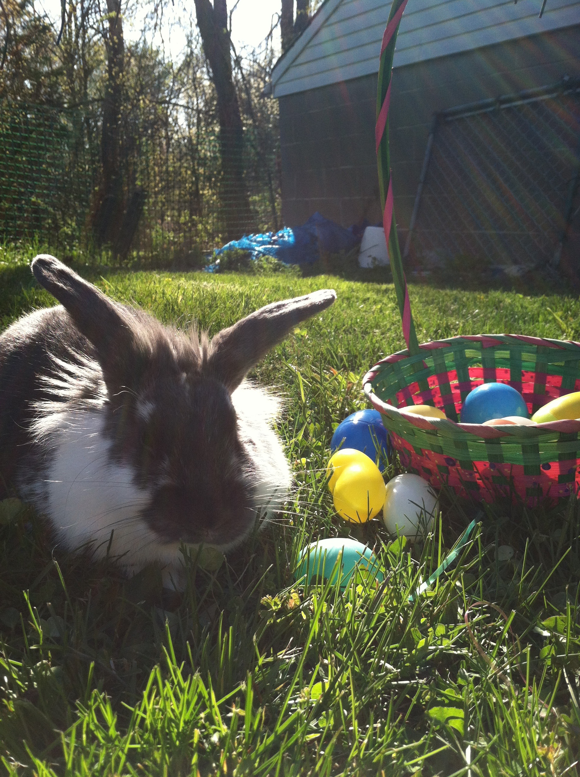 Bunny Is the Winner of the Easter Egg Hunt