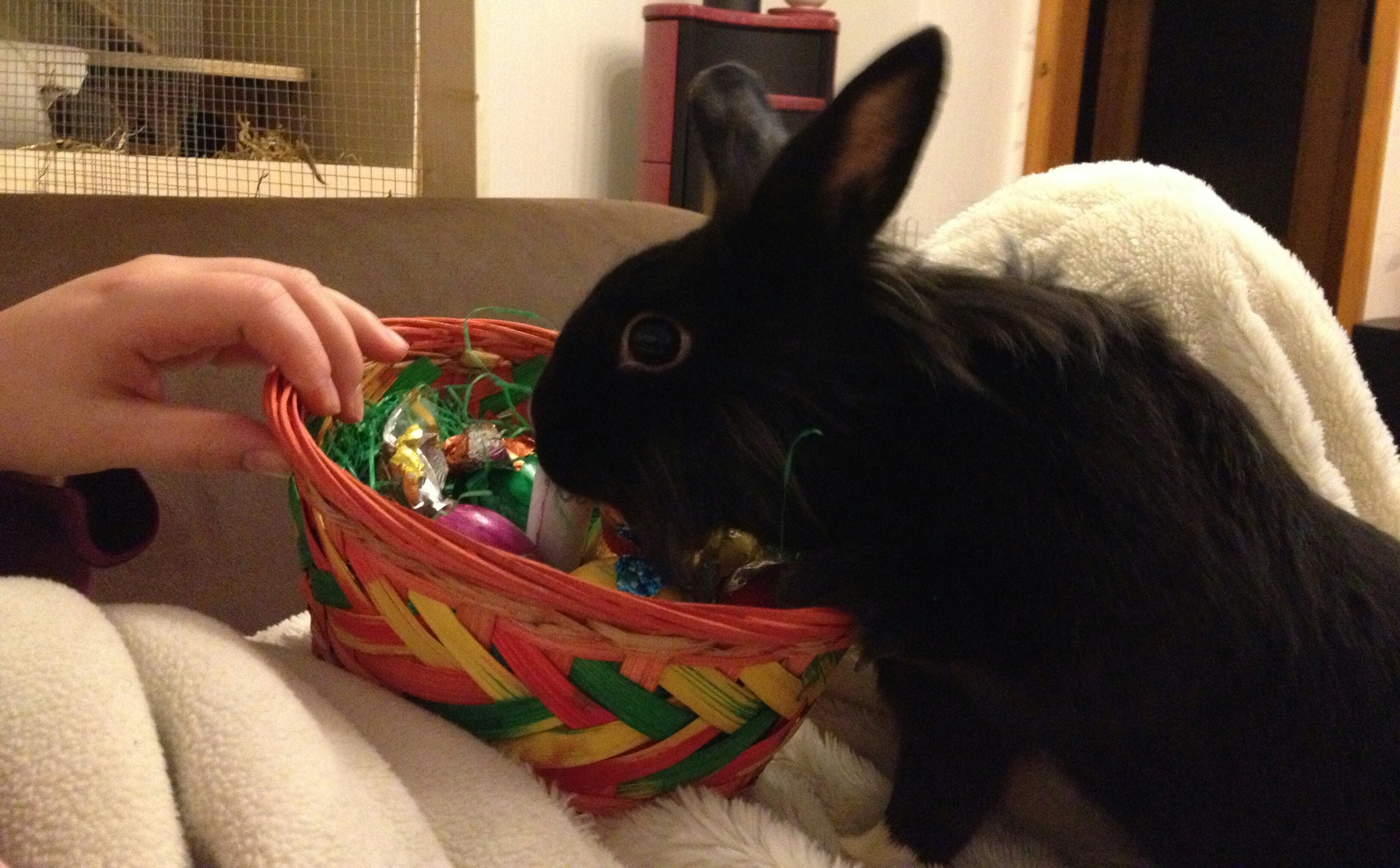 Bunny Searches for Some Tasty Greens Amid All of Human's Chocolate