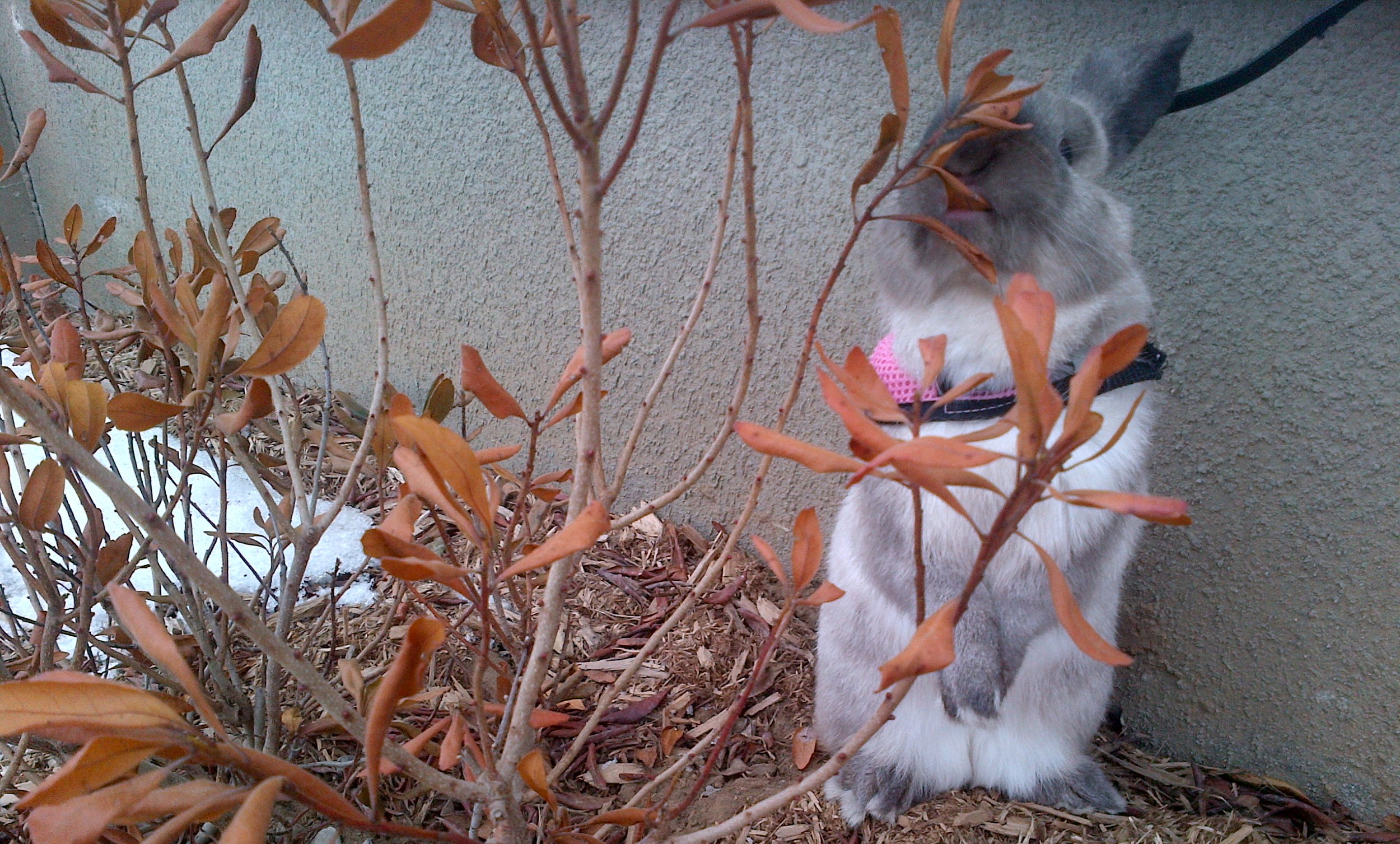 Bunny Samples a Dry Leaf on a Trip to the Backyard