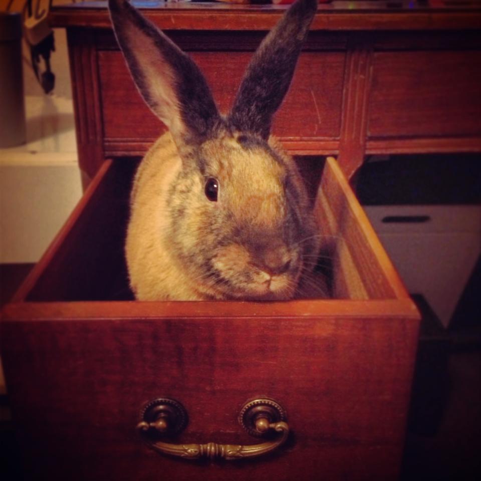 Hey, the Vegetables Aren't in This Drawer!
