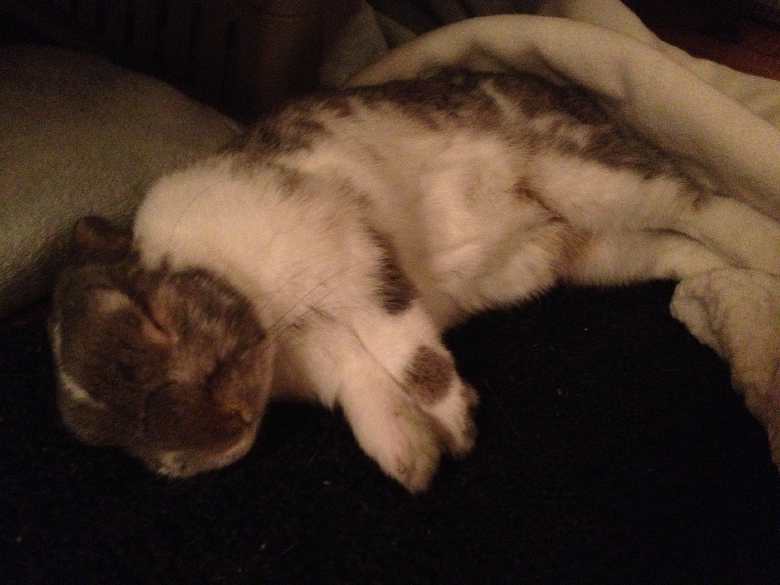 Tired Bunny Sleeps Flopped Over