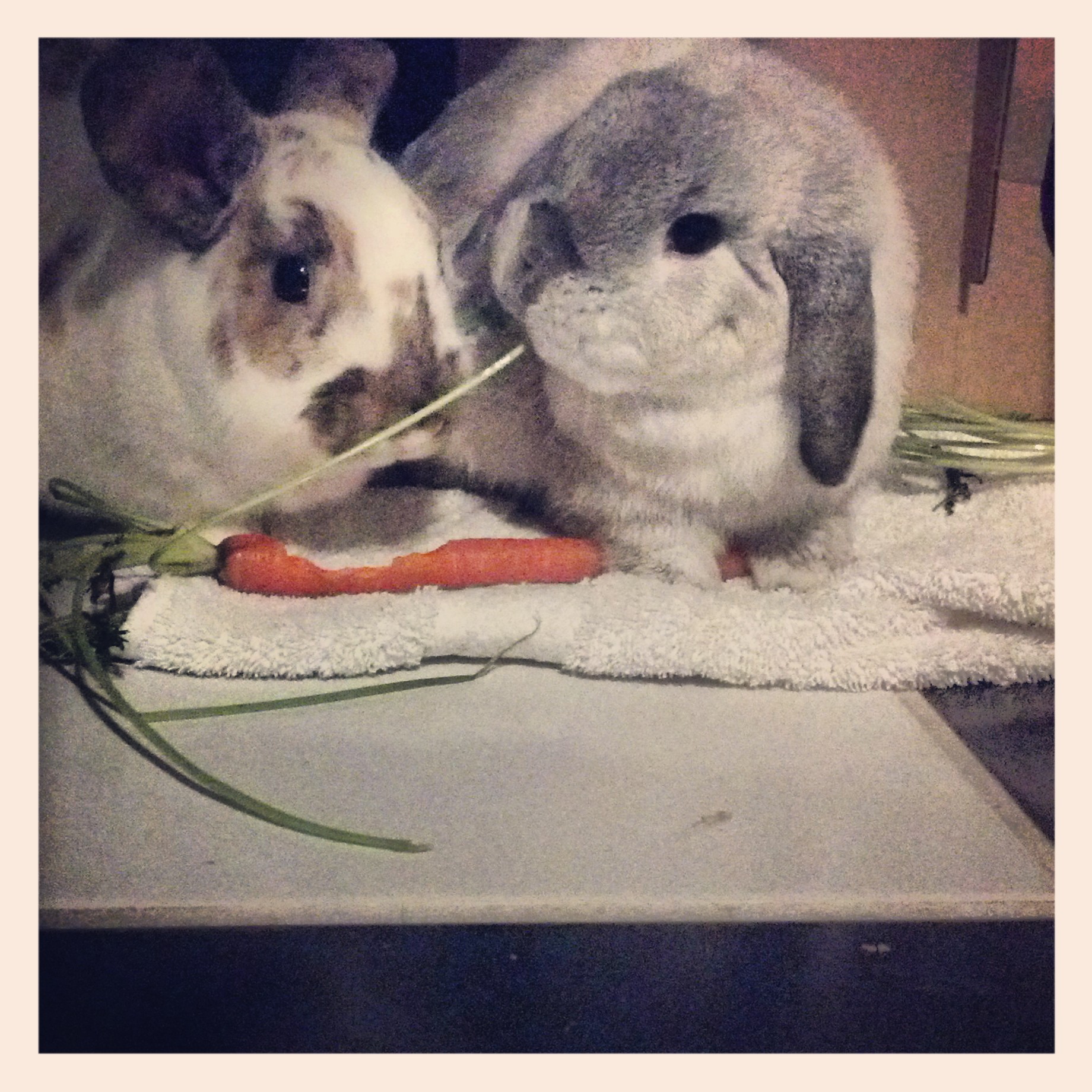 Bunnies Are About to Have a Lady and the Tramp Moment