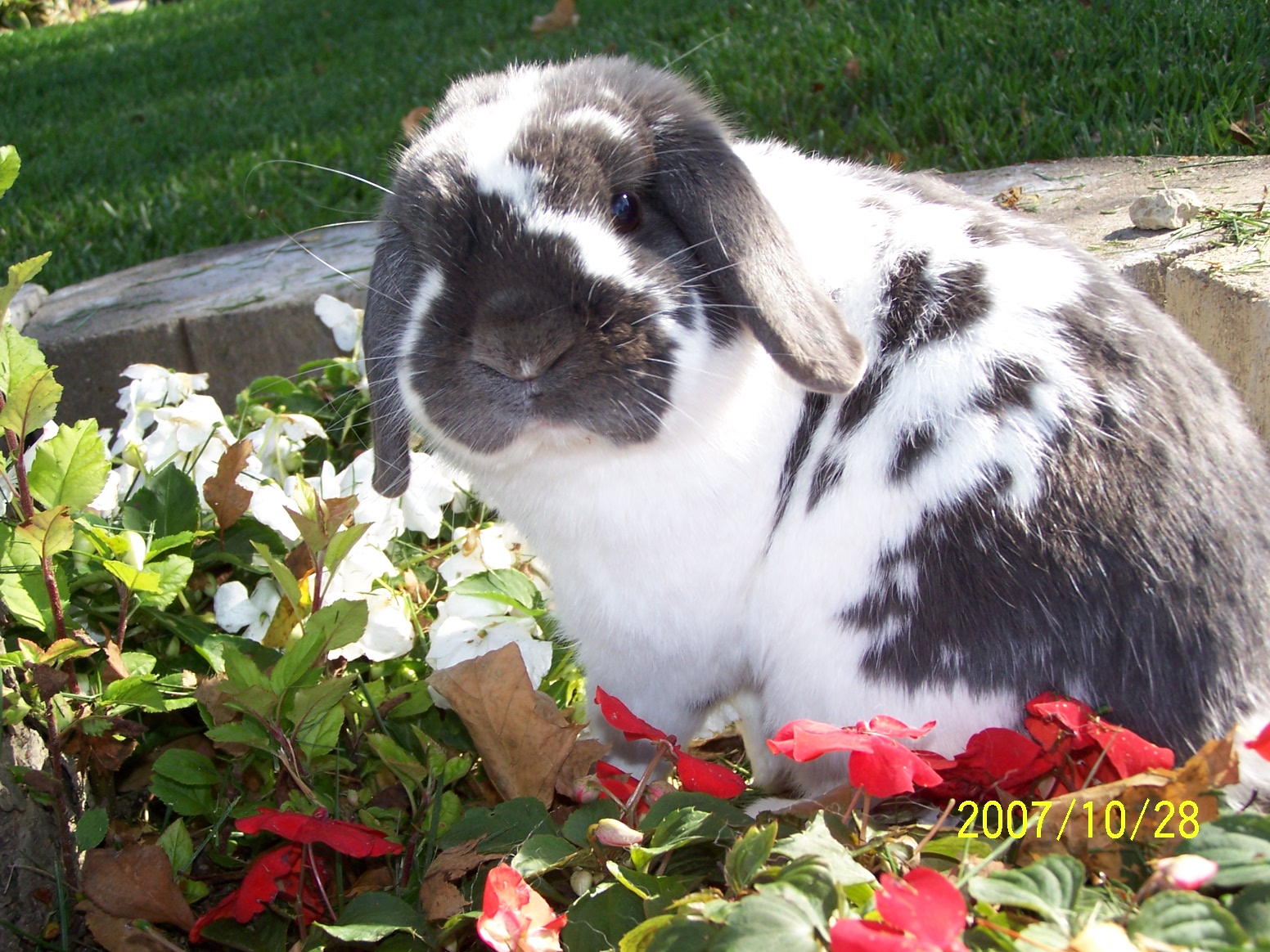 Bunny Has a Photoshoot in the Flowerbed 2
