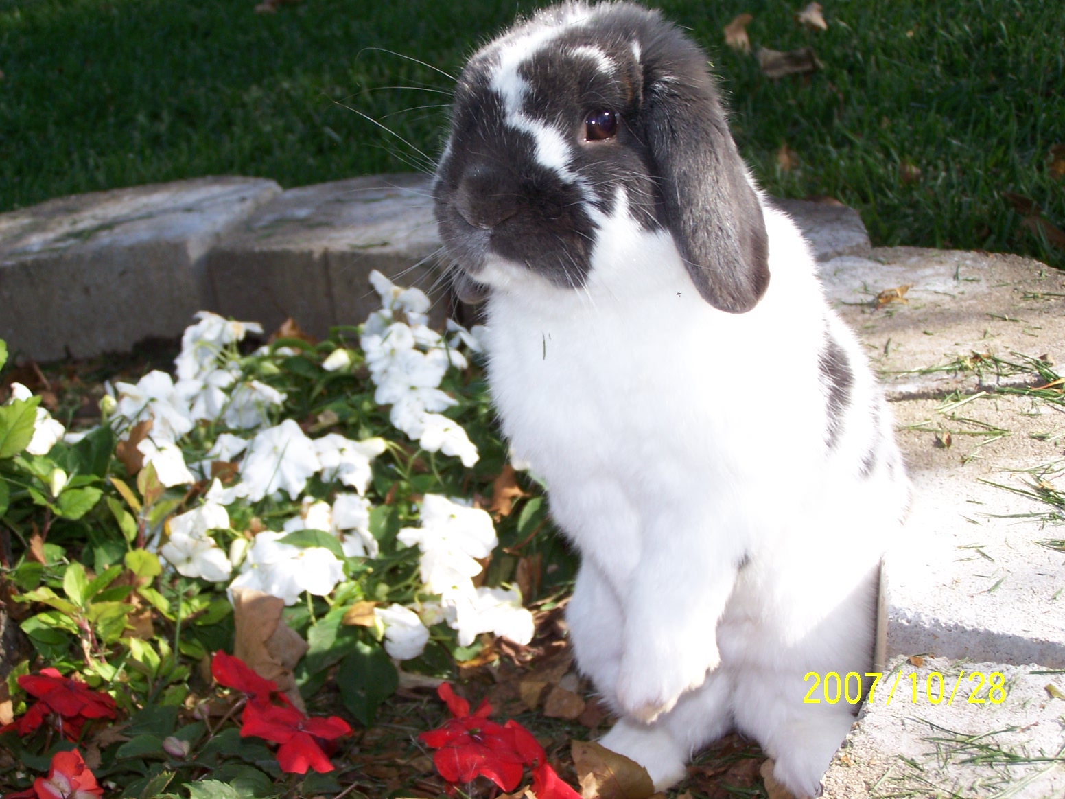 Bunny Has a Photoshoot in the Flowerbed 1