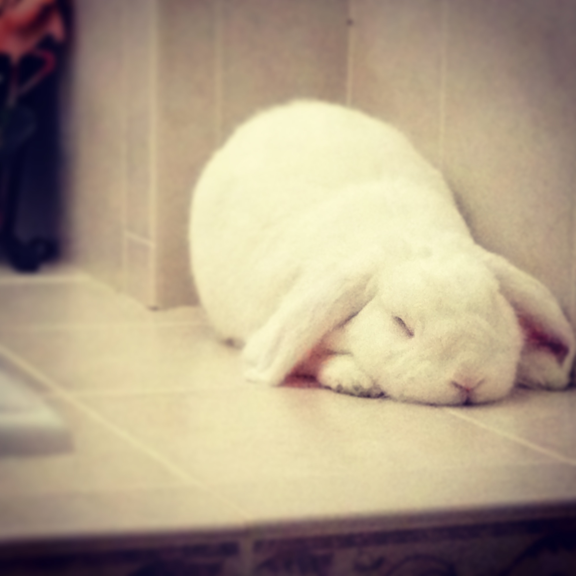 Bunny Found a Quiet Corner for a Peaceful Nap