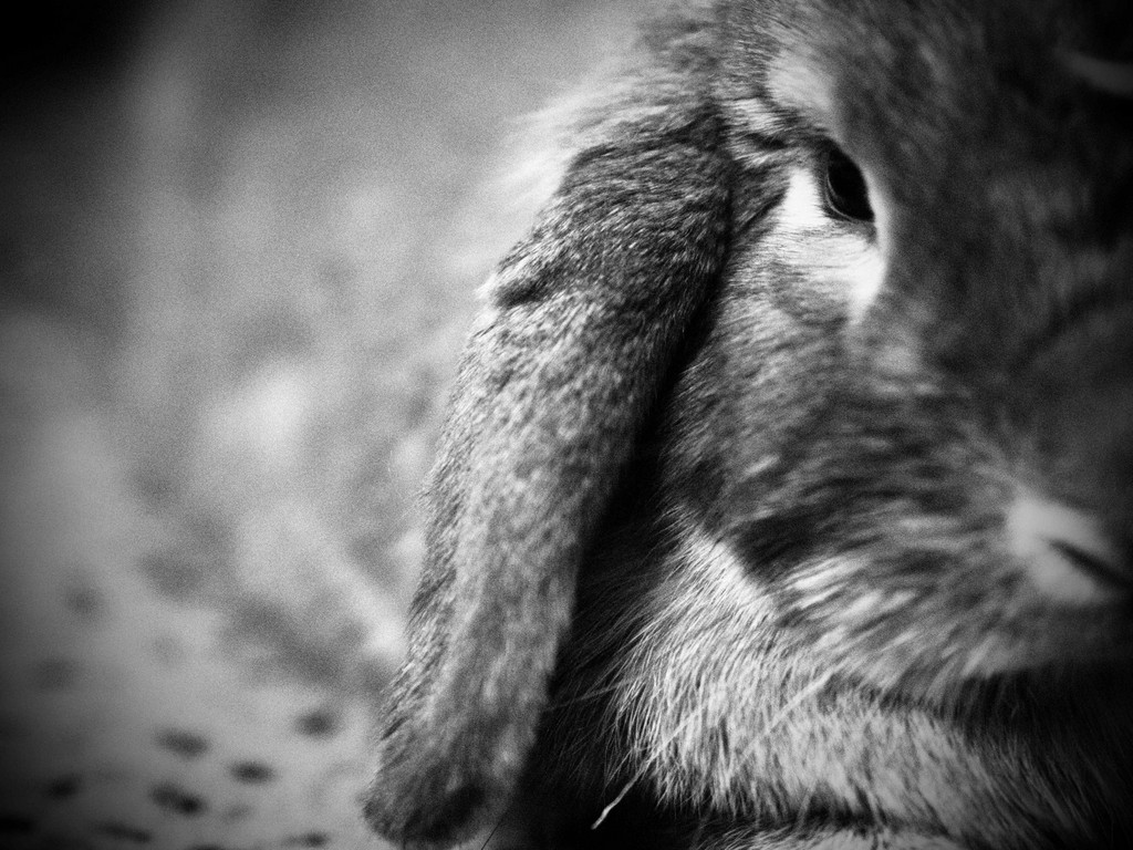 Closeup Shot Shows the Texture of Bunny's Fur