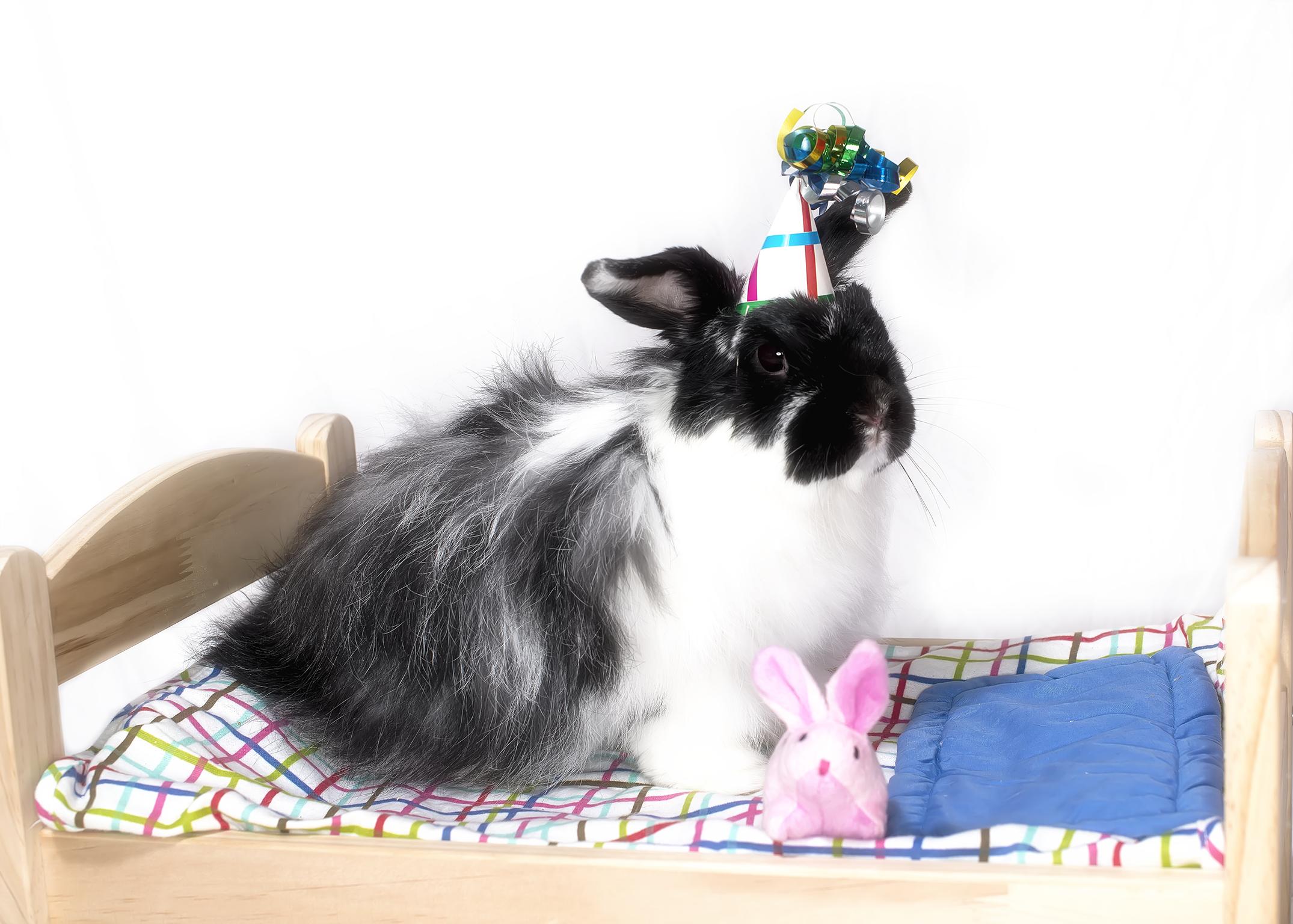 Bunny Poses for Her Birthday Portrait on Her Bed with Her Stuffed Bunny
