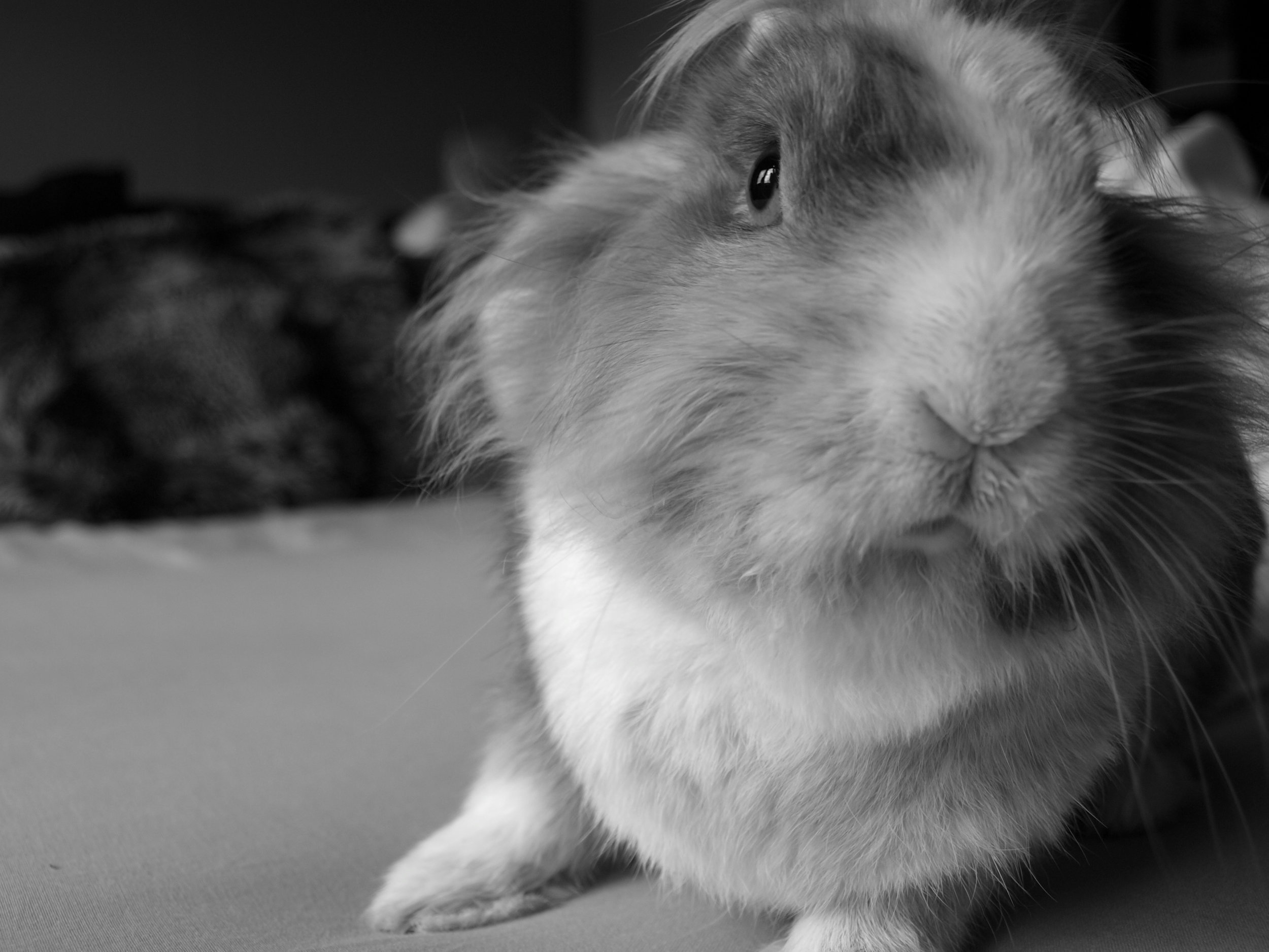 A Triptych of Bunny Portraits 1