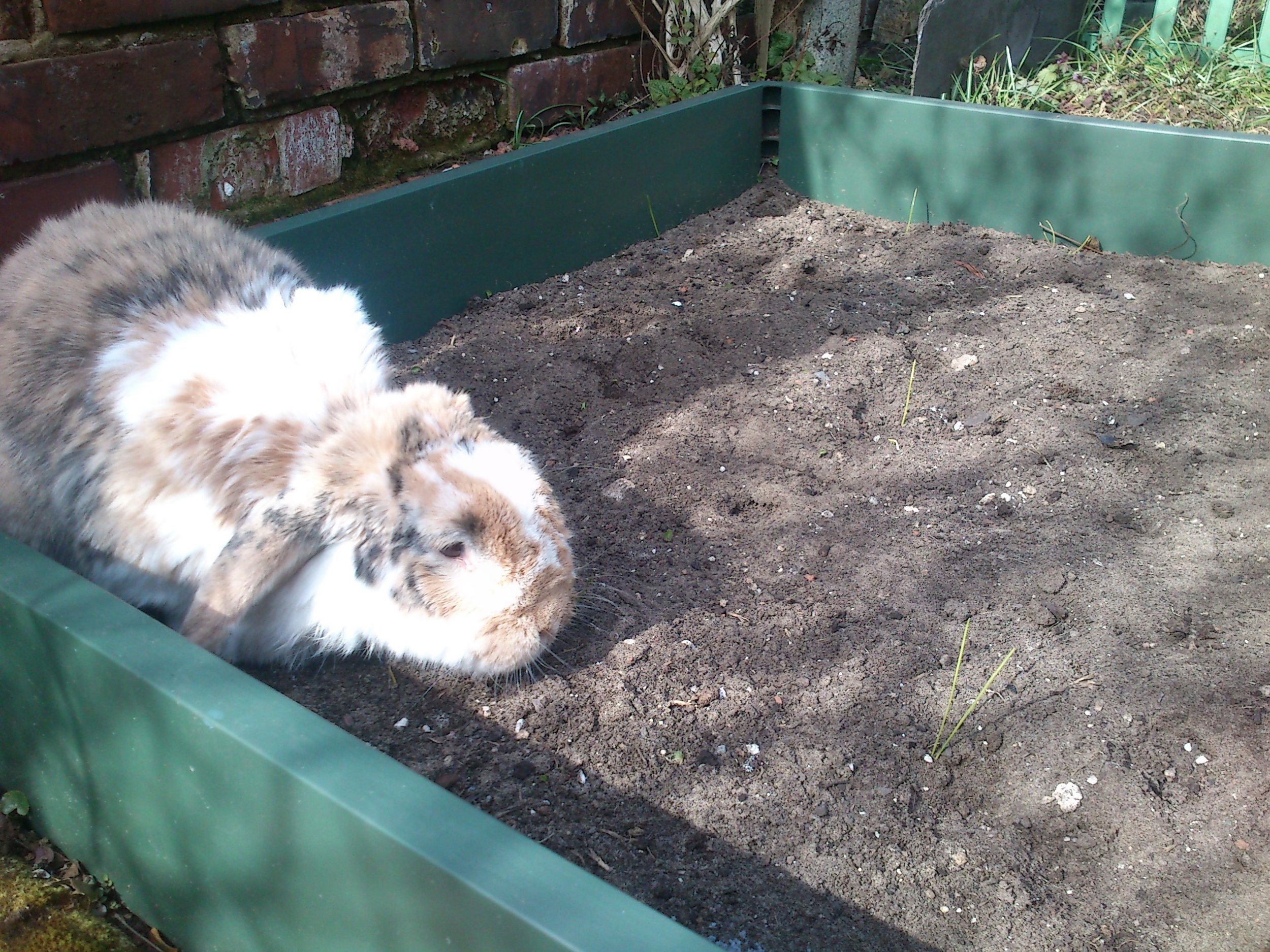 Impatient Bunny Checks the Newly-Planted Garden for Vegetables
