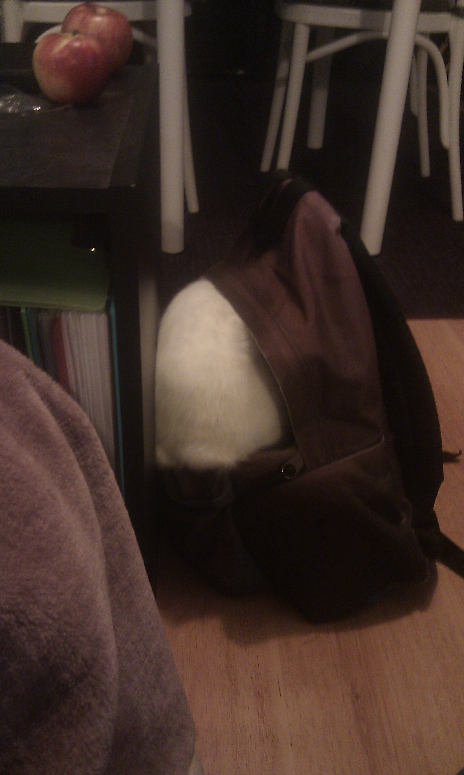 Bunny Looks for Treats in Her Human's Backpack 2