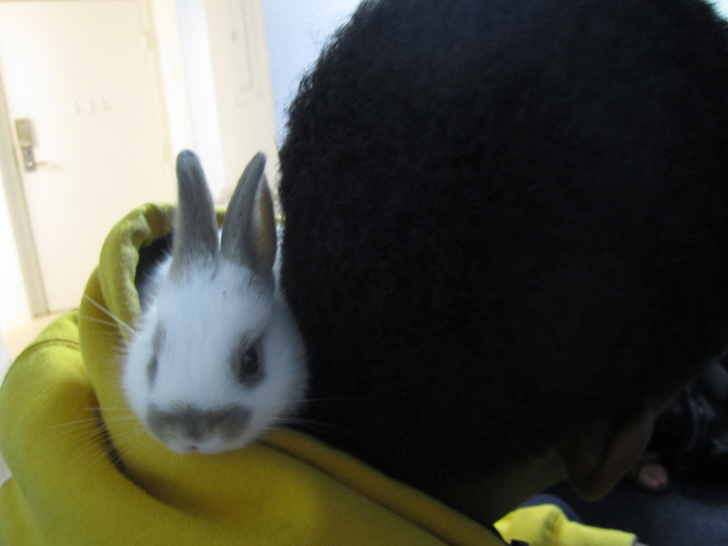 Bunny Found a Cozy Spot in Human's Hood