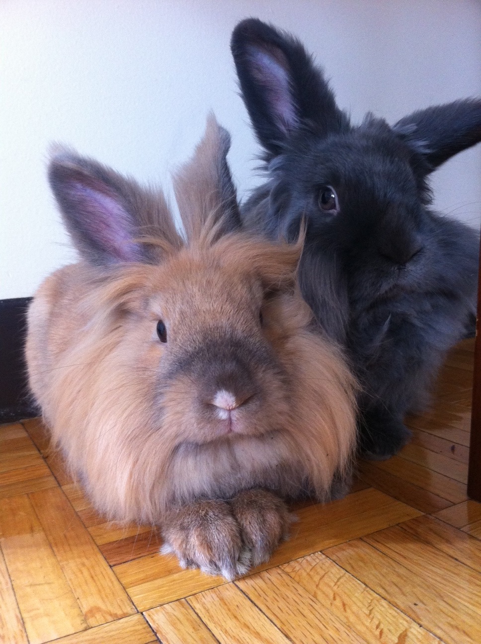 Best Friend Bunnies Live Separately But Spend Their Vacations Together