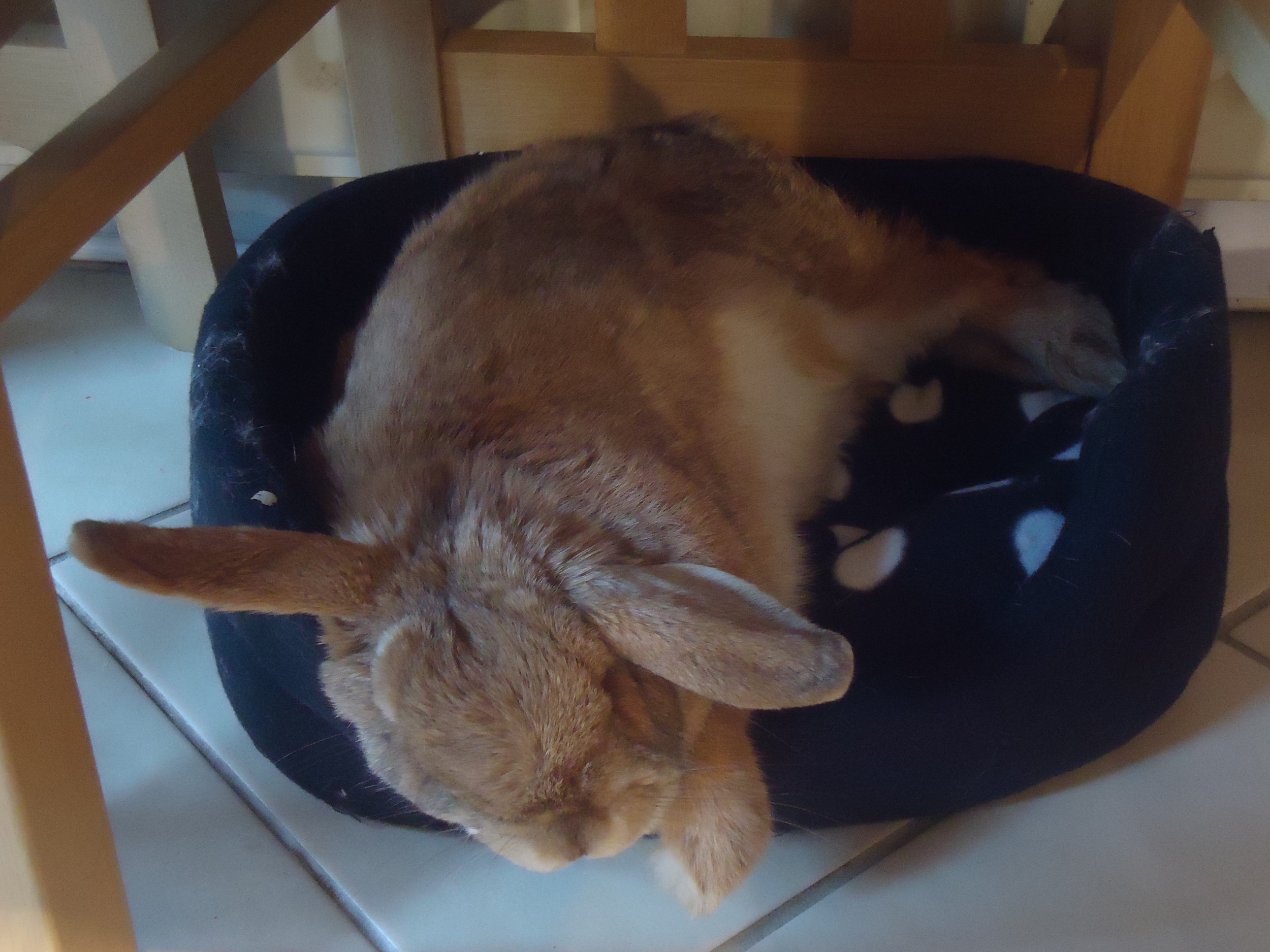 Tired Bunny Can Sleep through Falling Out of Bed